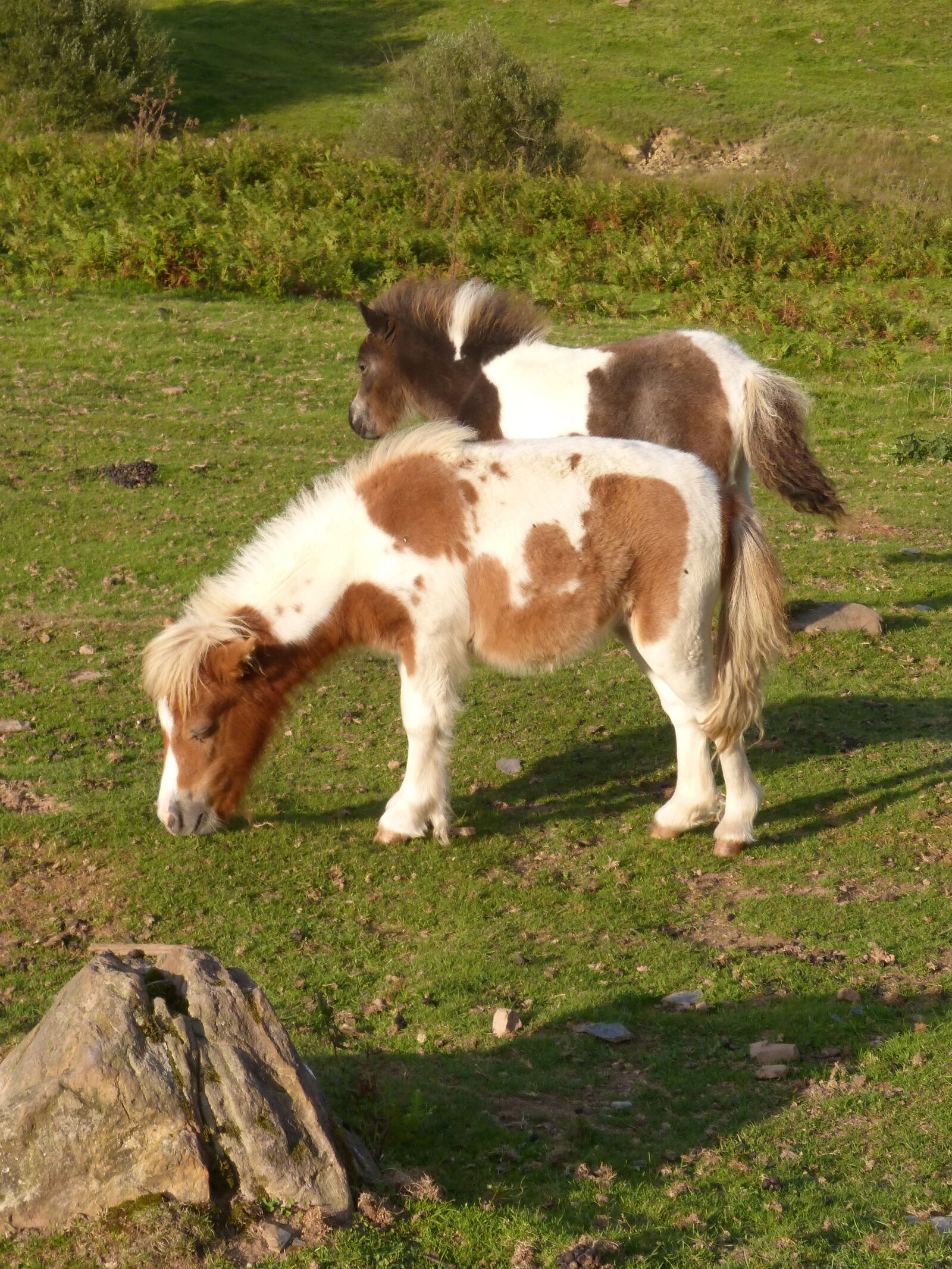 Panasonic DMC-FZ62 sample photo. Ponies, pony, pacer photography