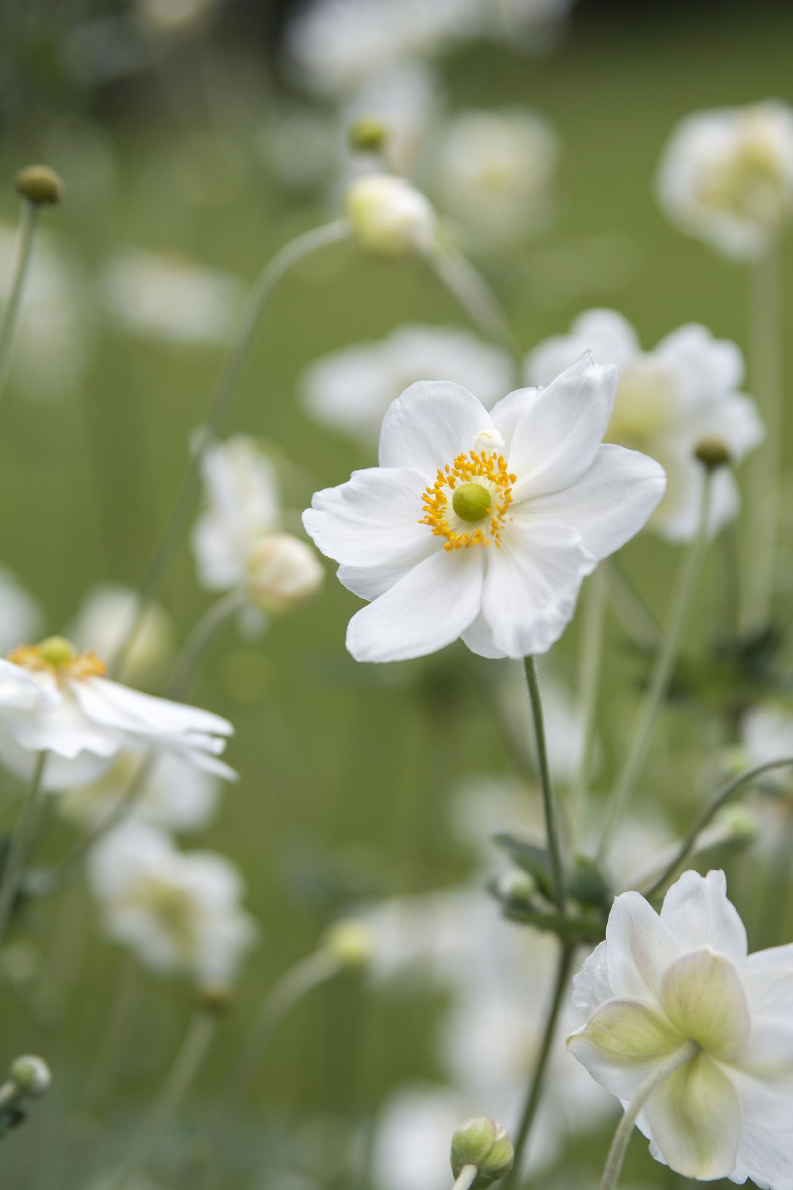 Tamron SP 24-70mm F2.8 Di VC USD sample photo. Flower, nature, plant photography