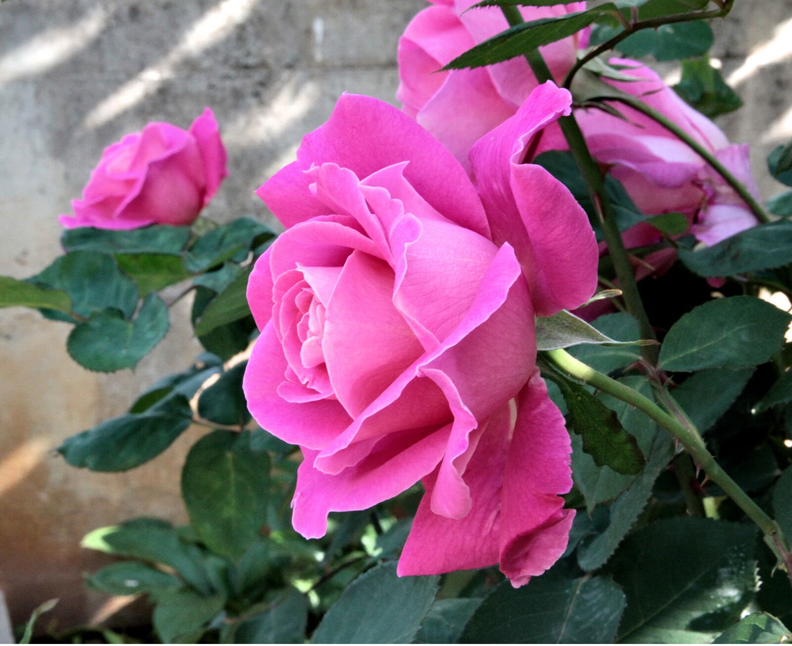 Canon EOS 550D (EOS Rebel T2i / EOS Kiss X4) sample photo. Rose, roses, pink roses photography
