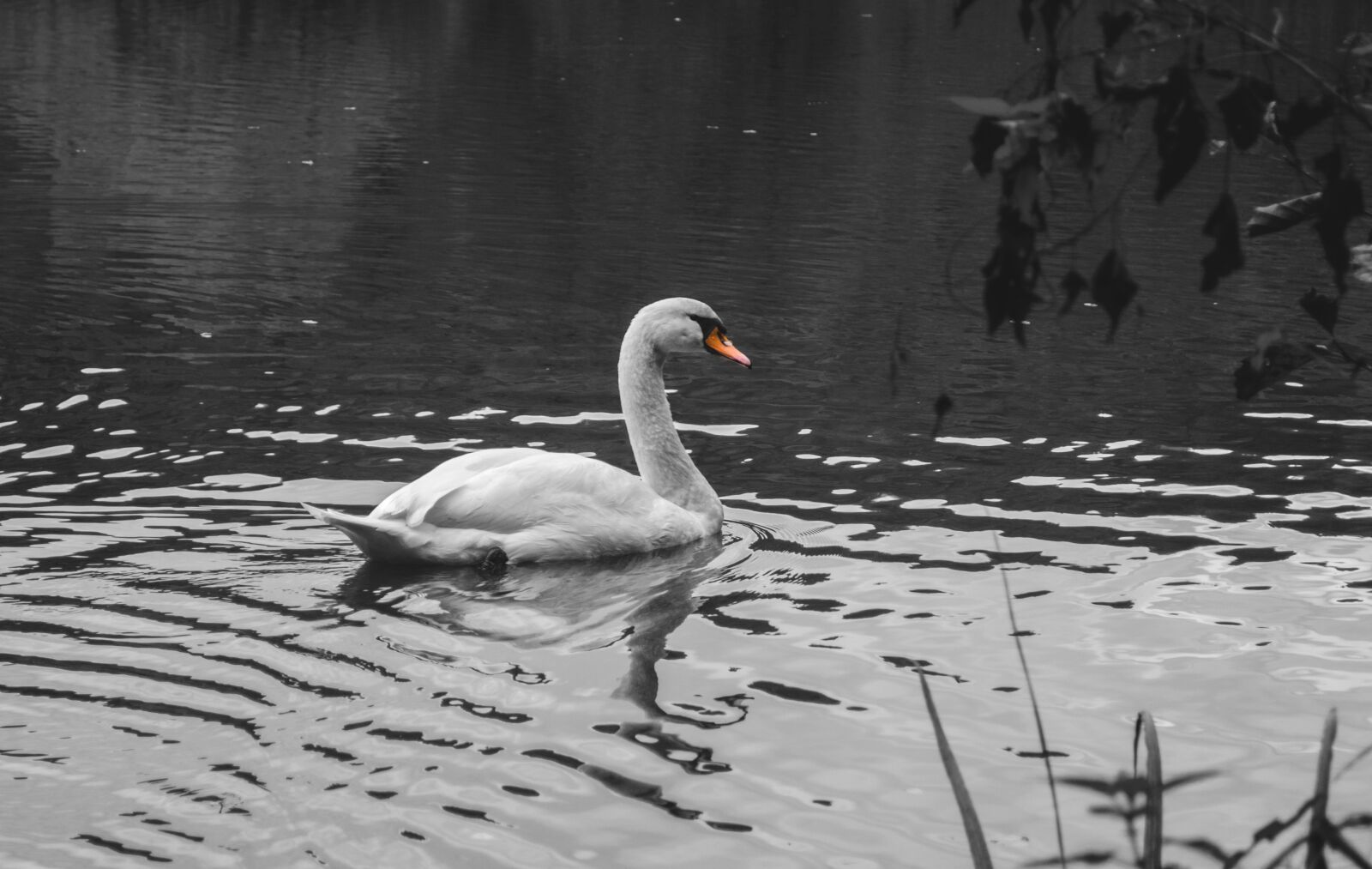 Nikon D5100 sample photo. Swan, pond, water photography