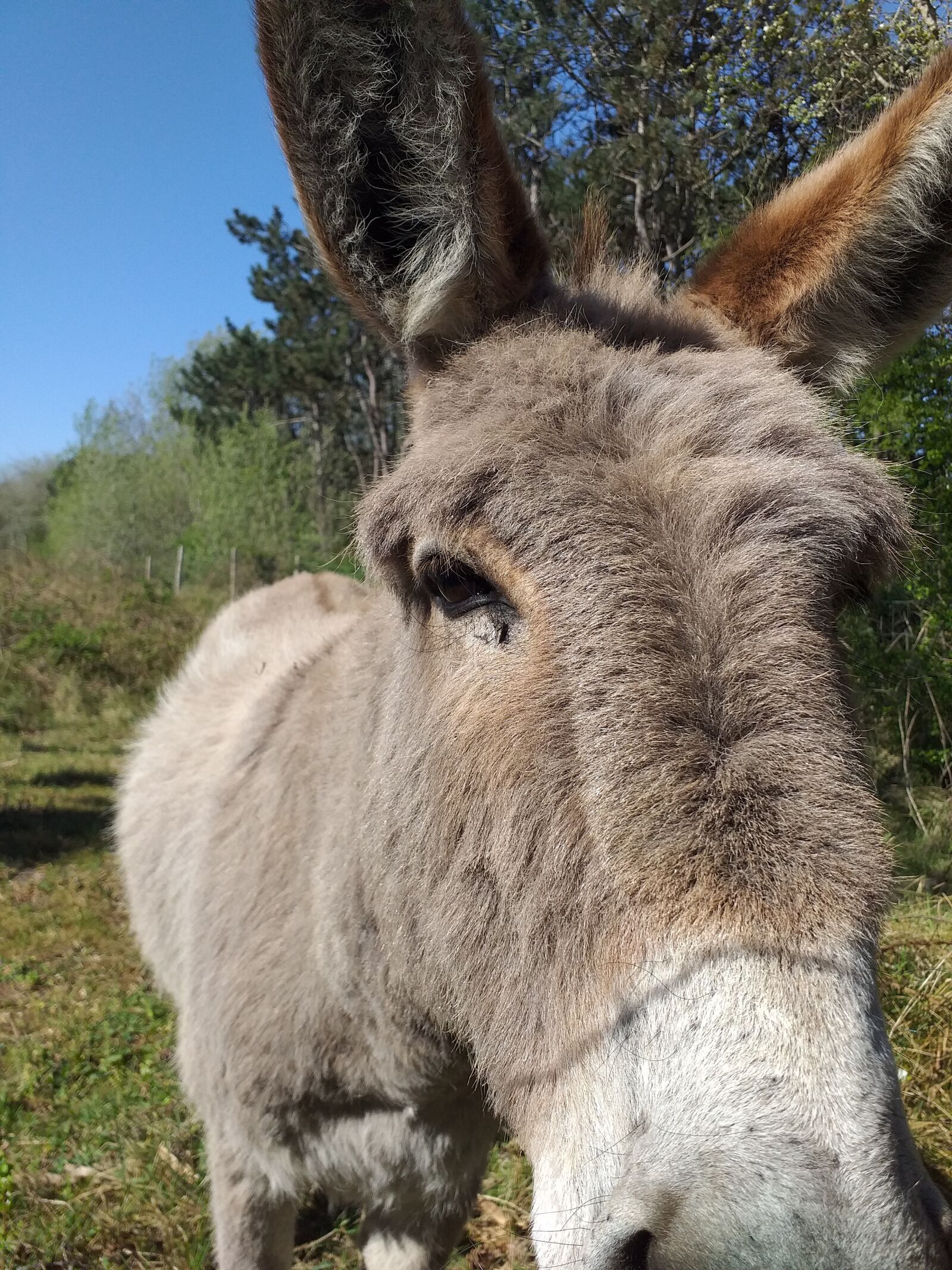 Samsung Galaxy J4+ sample photo. Donkey, grey, straight into photography