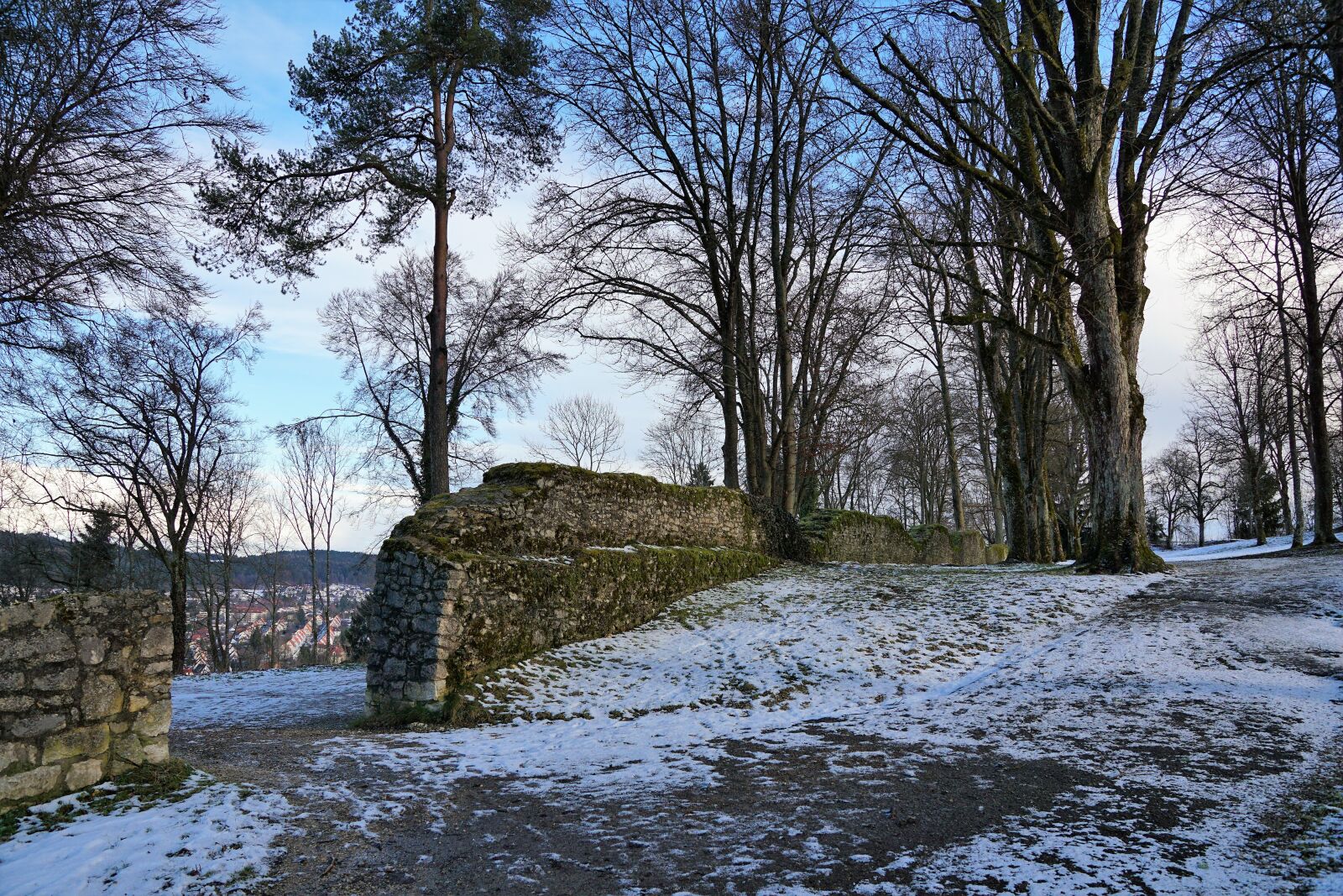 Sony ILCA-77M2 + Sony DT 16-50mm F2.8 SSM sample photo. Nature, landscape, tree photography