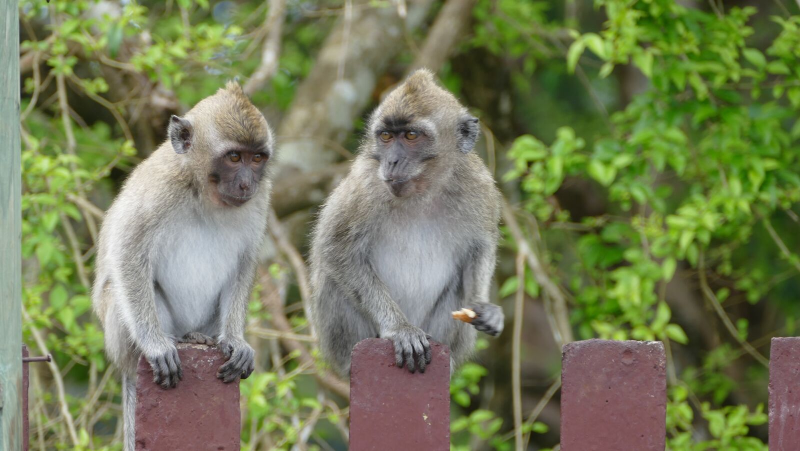 Panasonic Lumix DMC-FZ1000 sample photo. Monkey, ape, mauritius photography