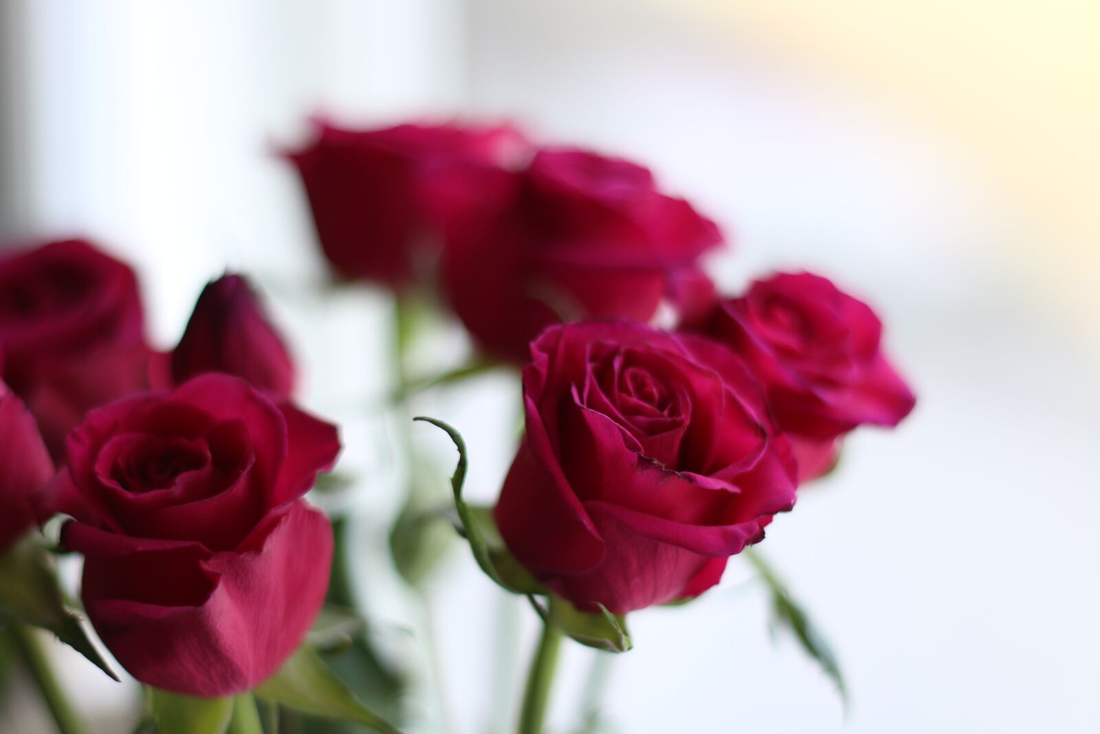 Canon EOS 70D + Canon EF 50mm F1.8 II sample photo. Rose, bouquet, red photography