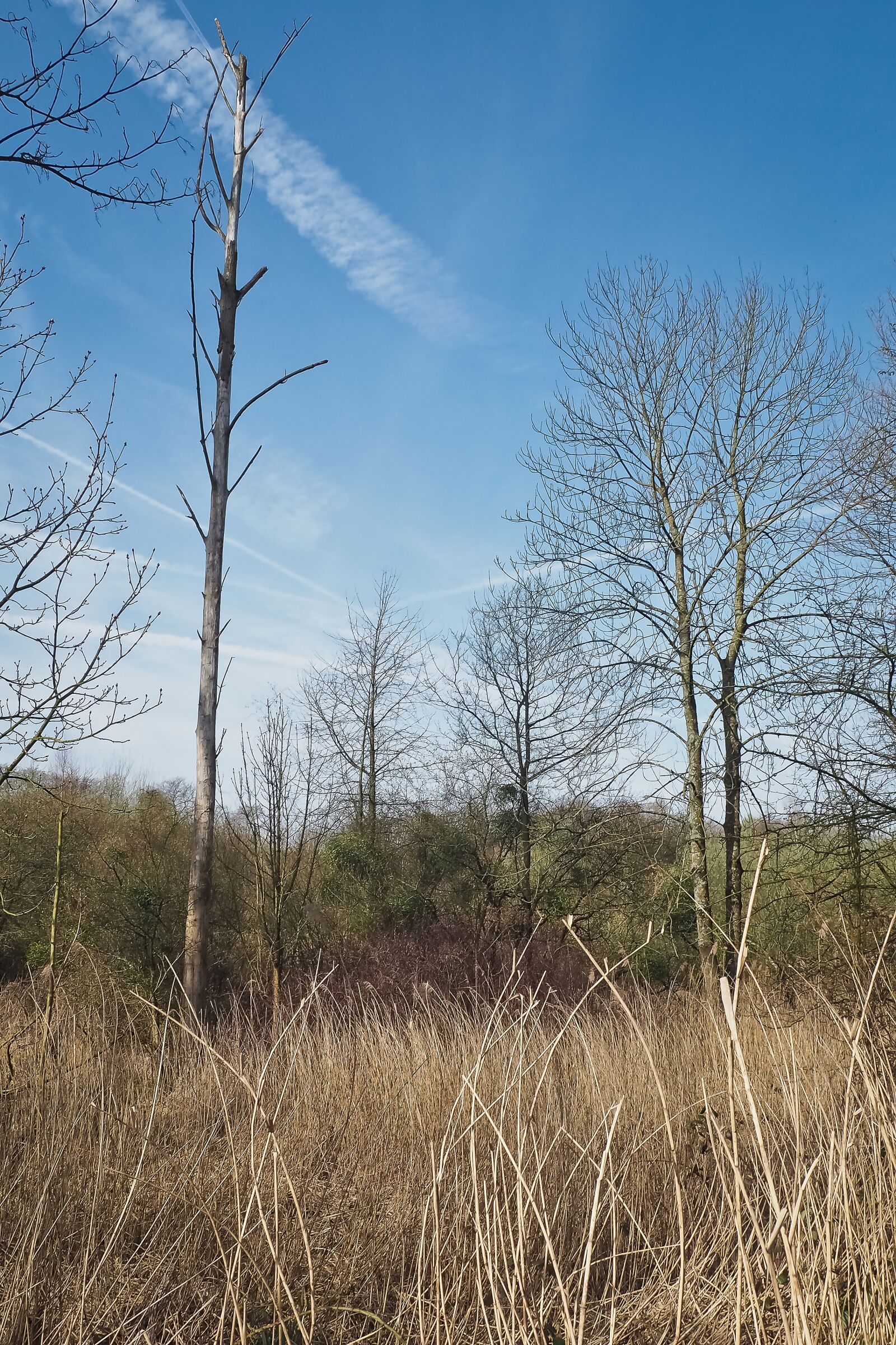 Olympus OM-D E-M10 sample photo. Landscape, meadowlands, trees photography