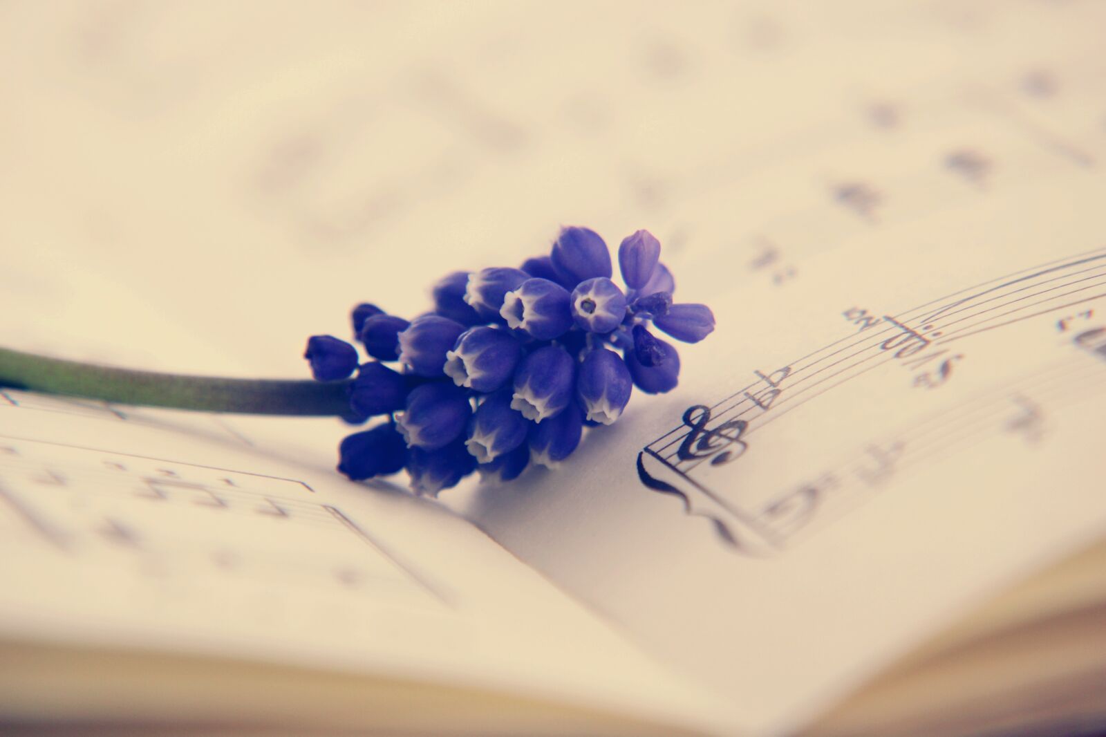 Canon EOS 2000D (EOS Rebel T7 / EOS Kiss X90 / EOS 1500D) sample photo. Clef, hyacinth, flower photography