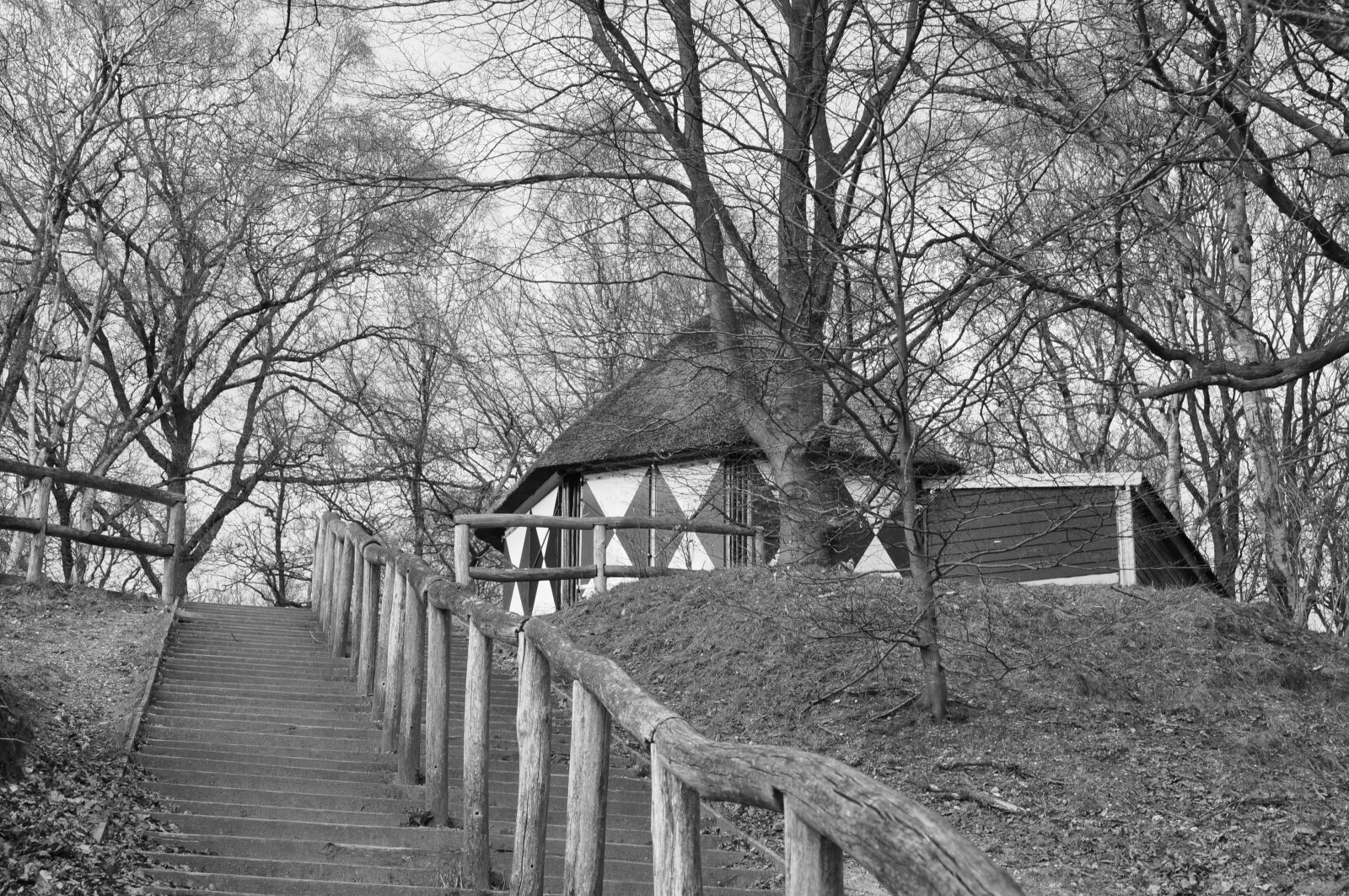 Nikon D90 sample photo. Black and white, tree photography