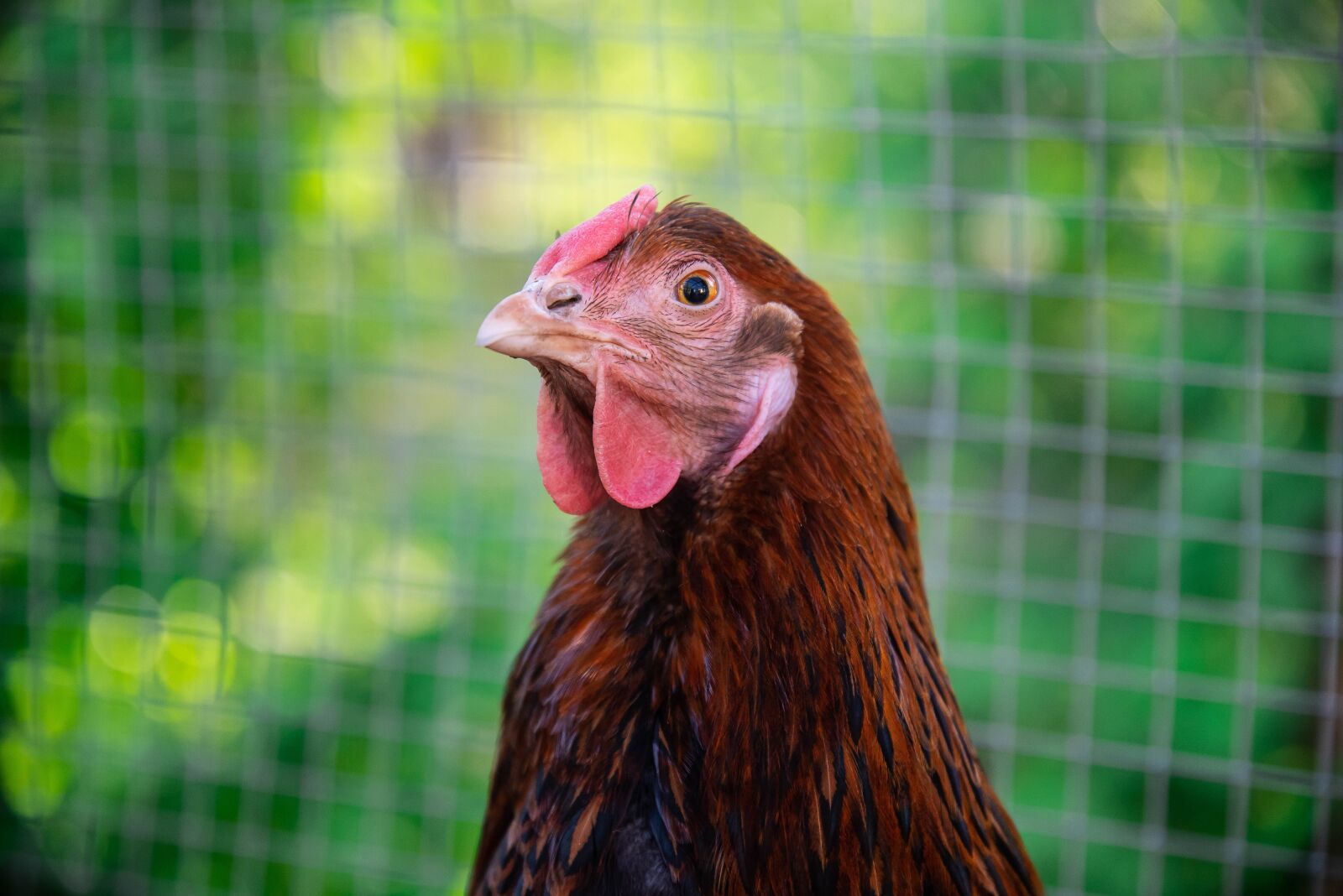 Nikon D750 sample photo. Chicken, fun, bird photography