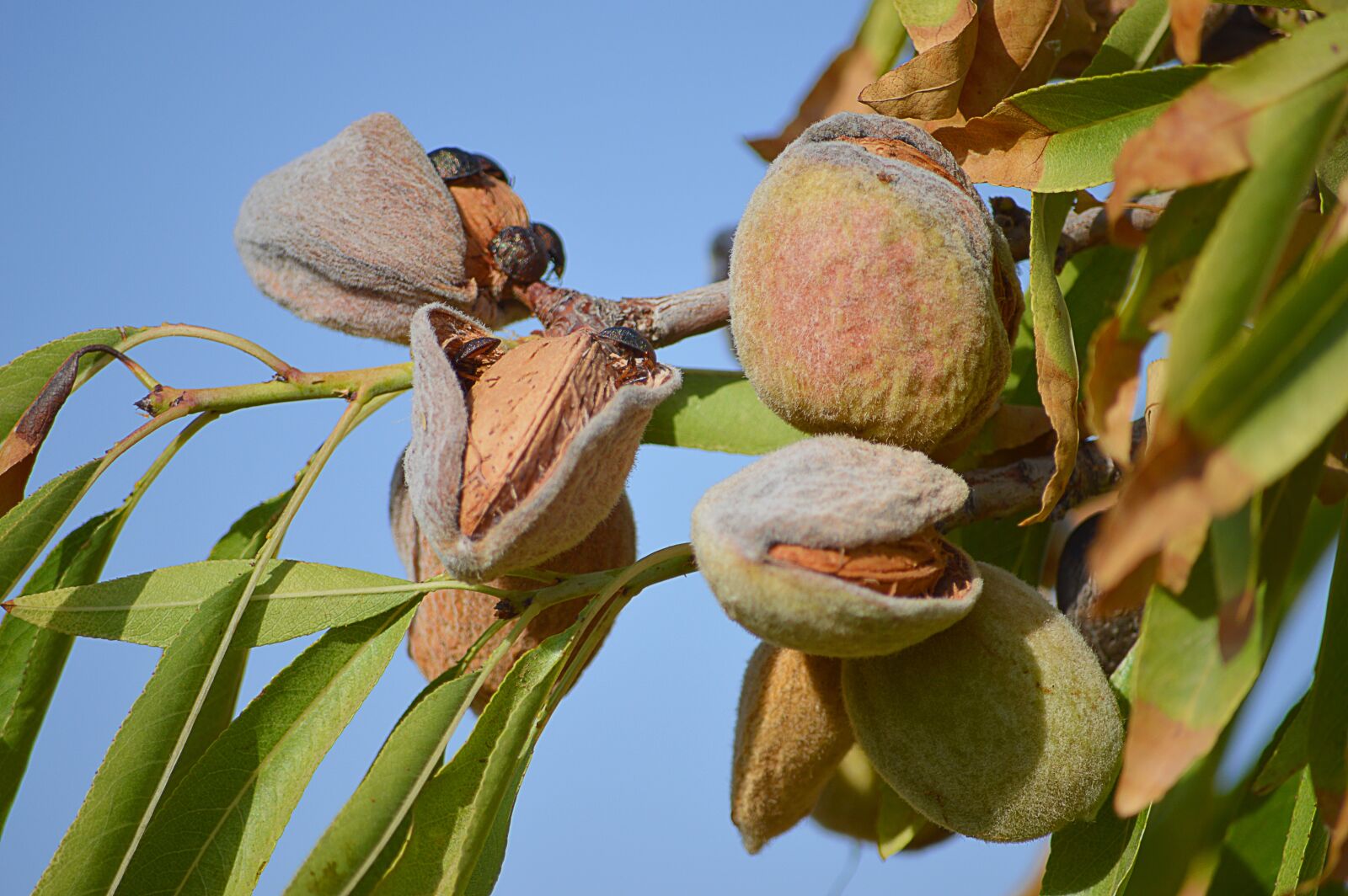 Nikon D3200 sample photo. Almonds, maturation, dried fruits photography