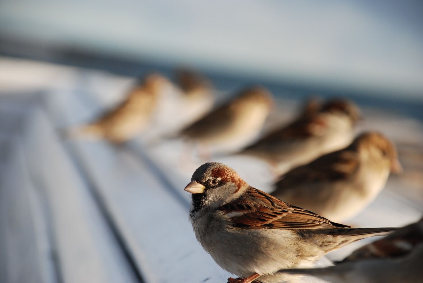 Nikon D80 sample photo. Birds, sea, the sparrow photography