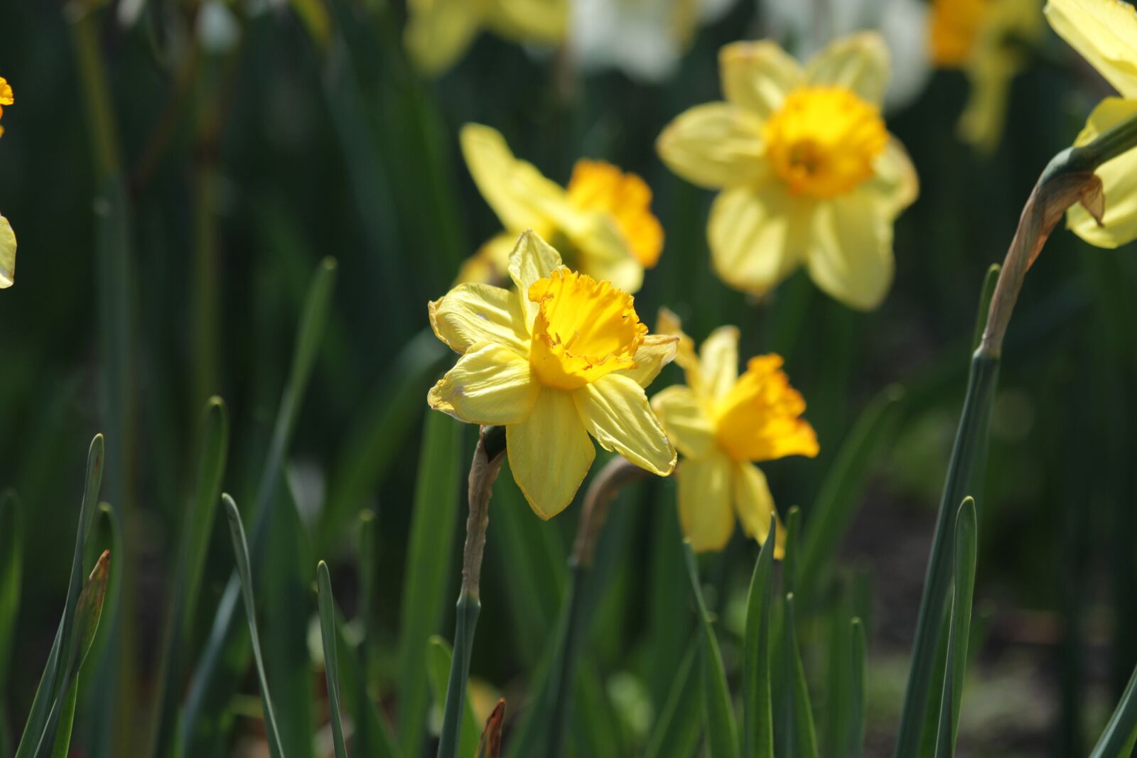 Canon EOS 650D (EOS Rebel T4i / EOS Kiss X6i) sample photo. Daffodils, flowers, narcissus photography