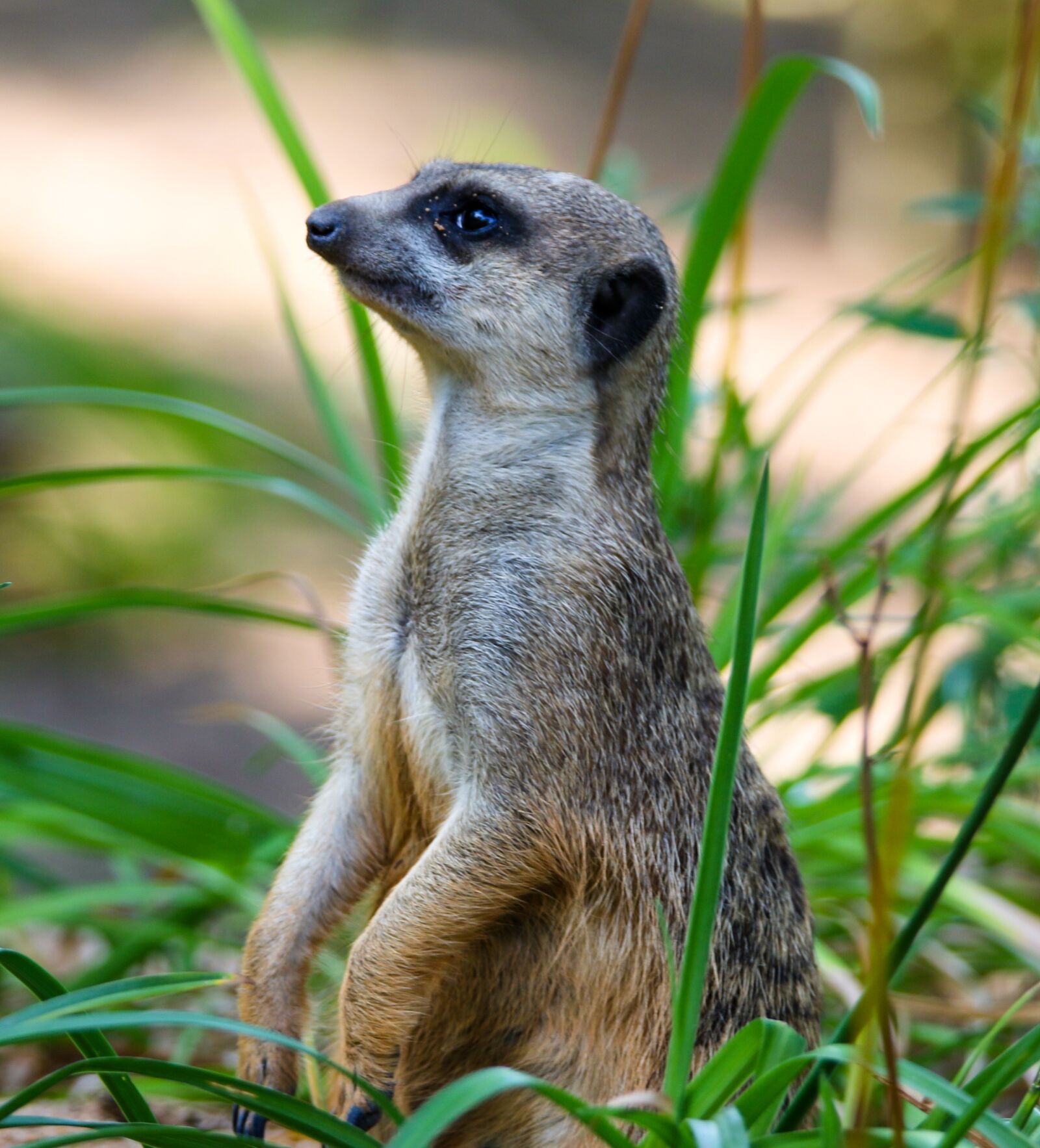 Canon EOS 70D sample photo. Animal, meerkat, curious photography