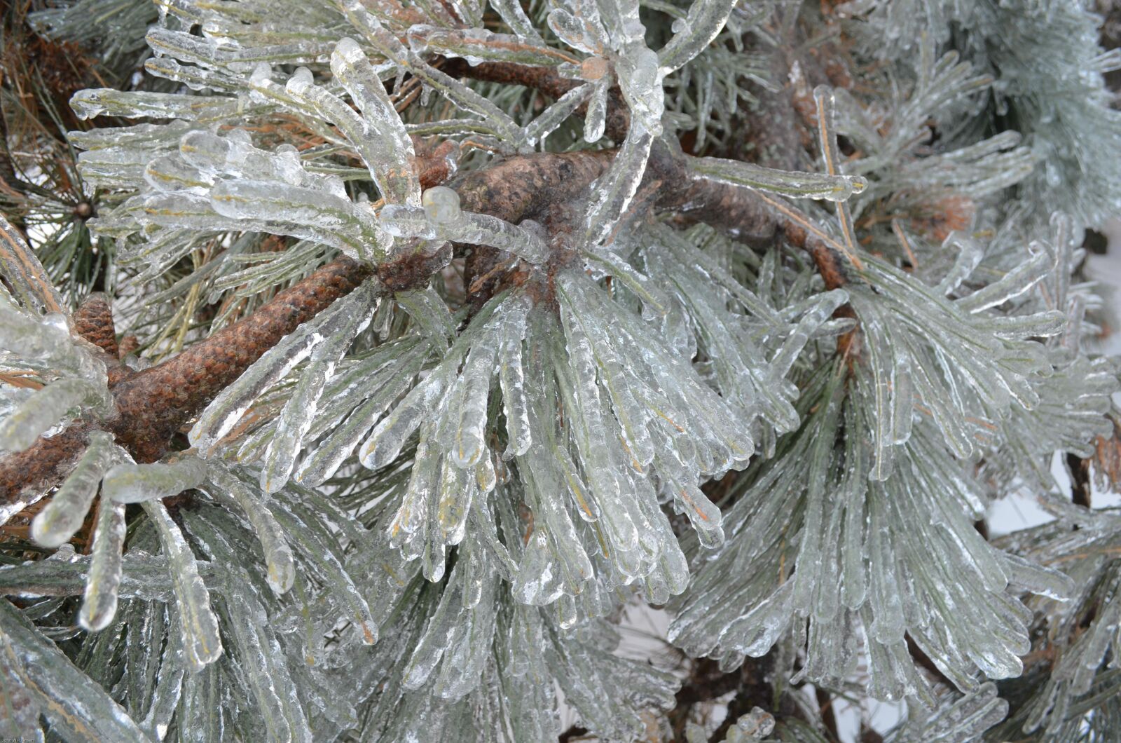 Nikon D5100 sample photo. Winter wonderland, pines, ice photography
