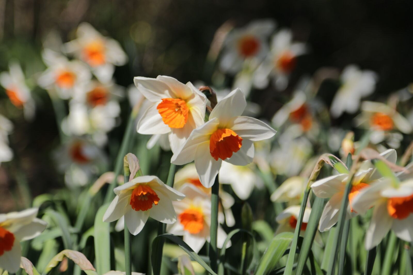 Canon EOS 80D + Canon EF 24-105mm F4L IS USM sample photo. Daffodils, spring, springtime photography