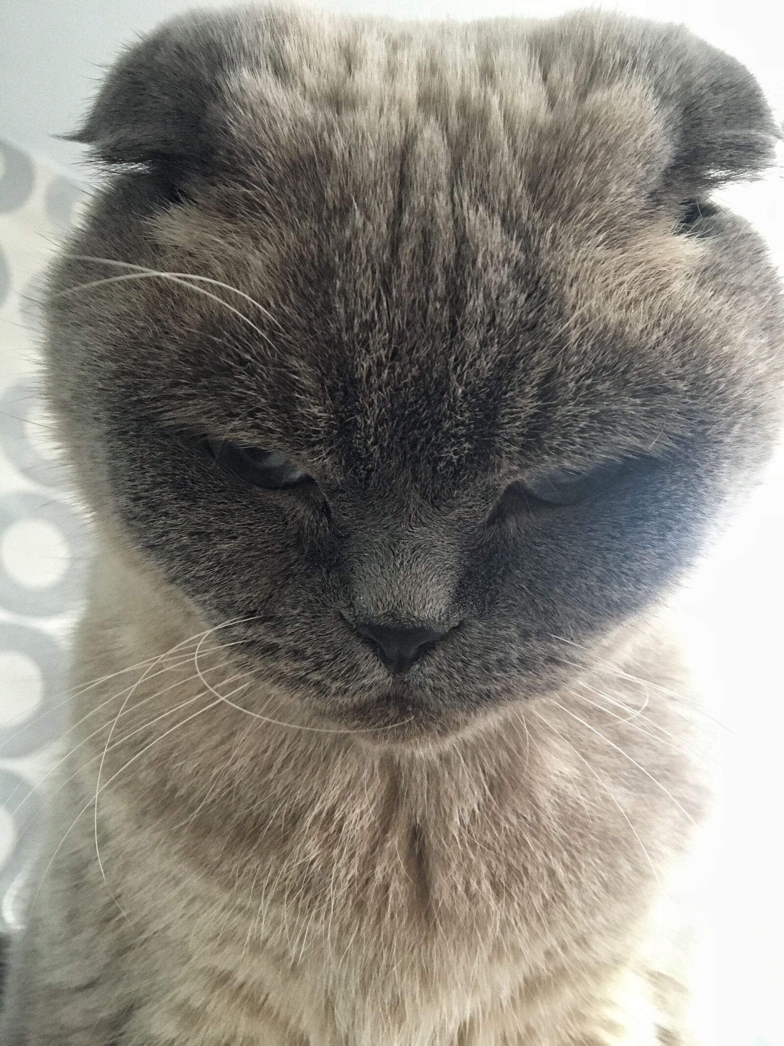 Apple iPhone 6s sample photo. Cat, snout, cute photography