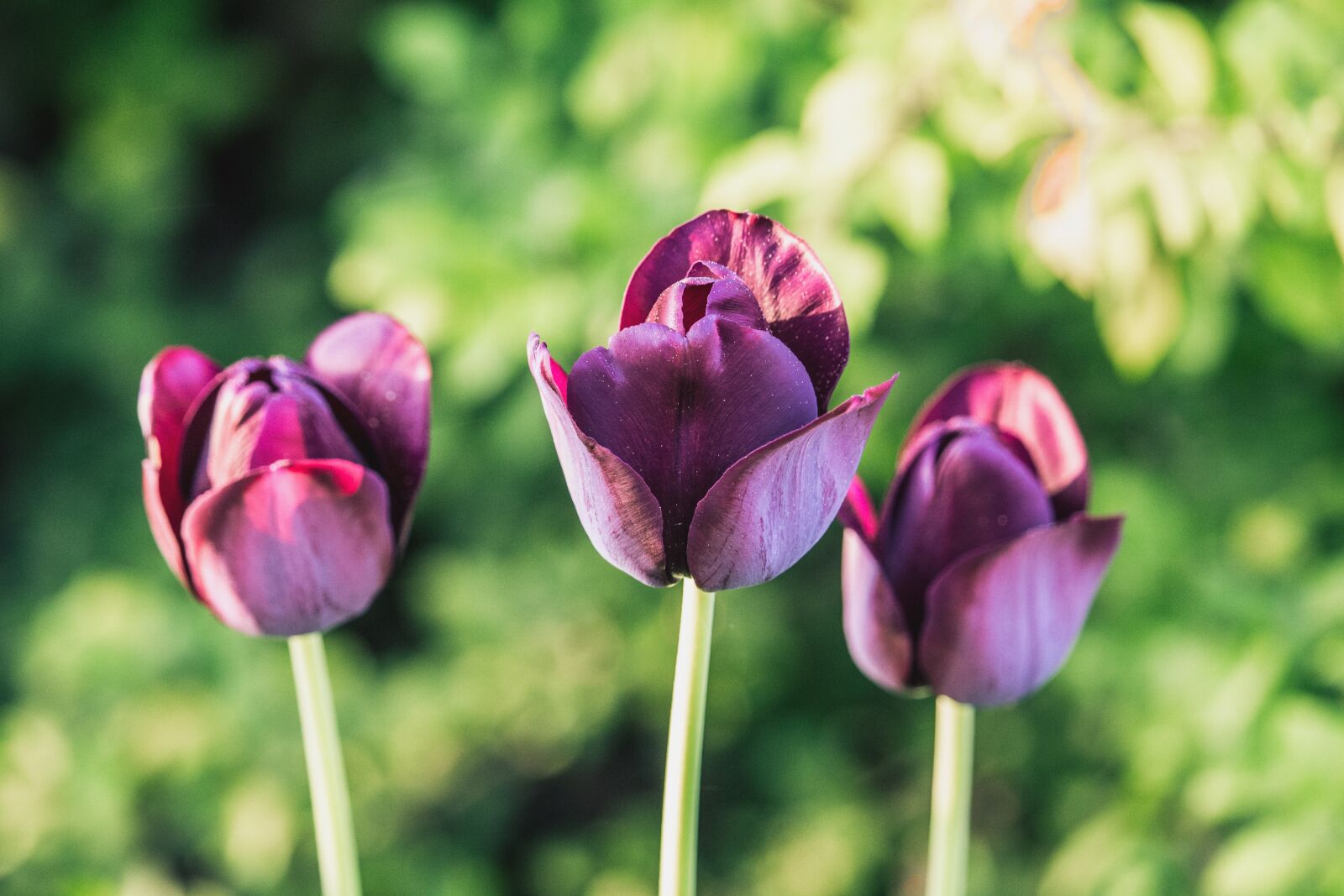 Canon EF-S 55-250mm F4-5.6 IS STM sample photo. Tulips, purple, dark photography