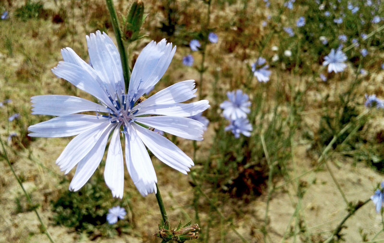 Samsung Galaxy J1 Ace sample photo. Flower, wild, nature photography