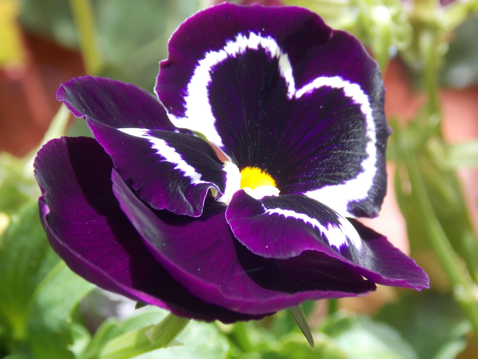 Nikon Coolpix L810 sample photo. Flowers, garden, violet photography