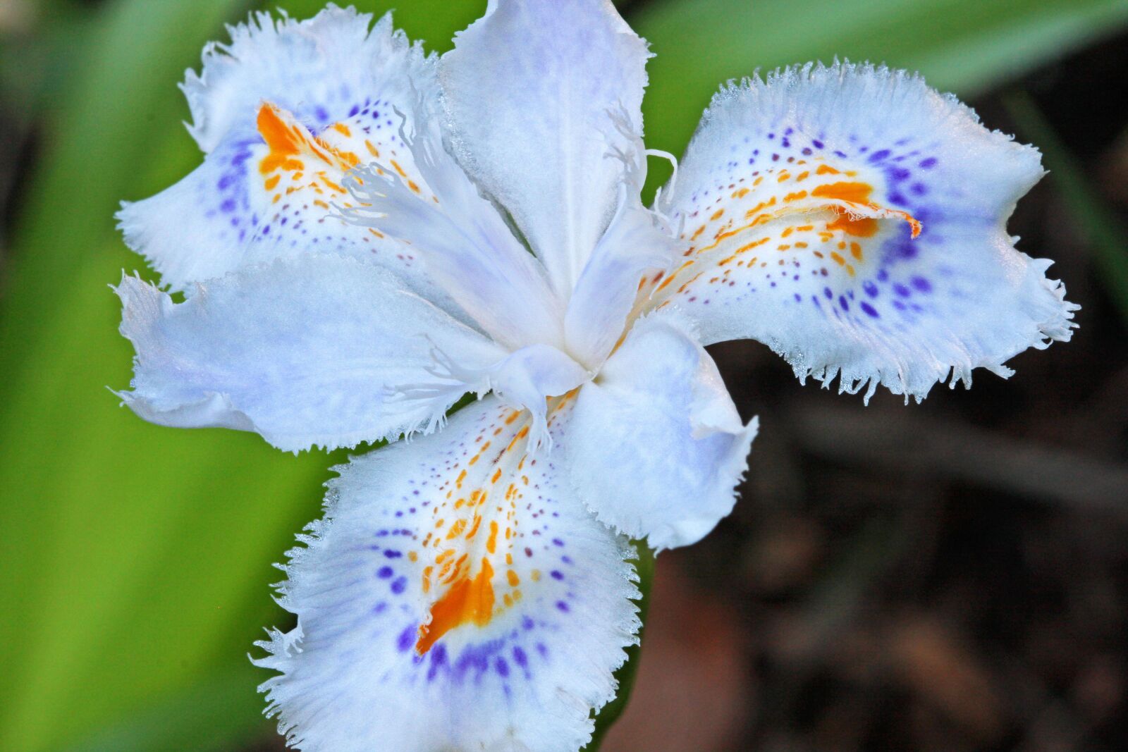 Canon EOS 40D sample photo. Flower, iris, japanese photography