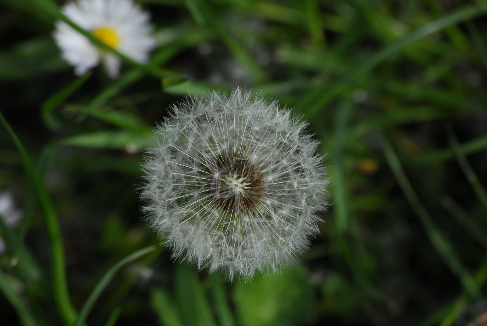 Nikon D200 sample photo. Dandelion, flowers, plant photography