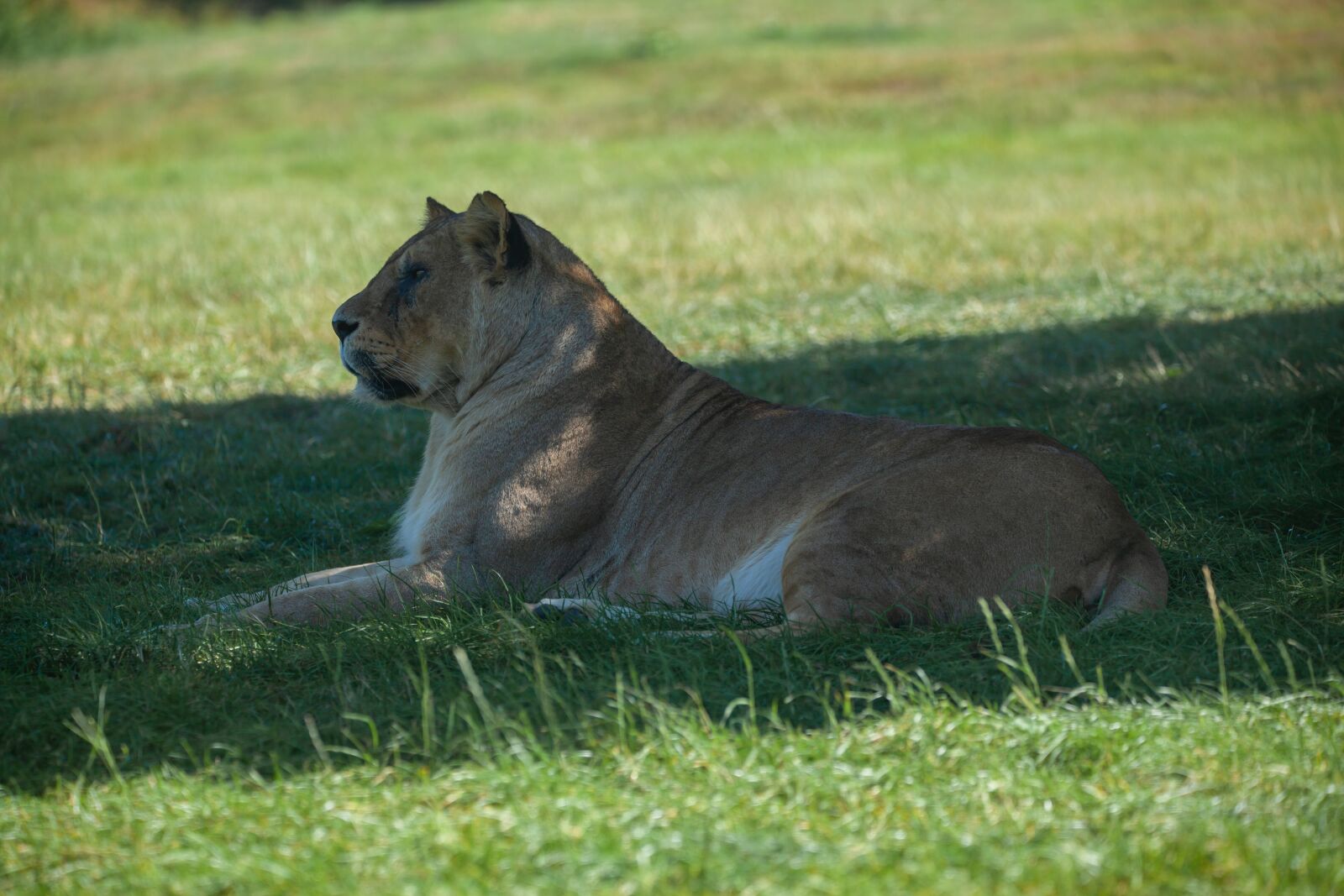 150-600mm F5-6.3 DG OS HSM | Contemporary 015 sample photo. Lioness, laying, hunter photography