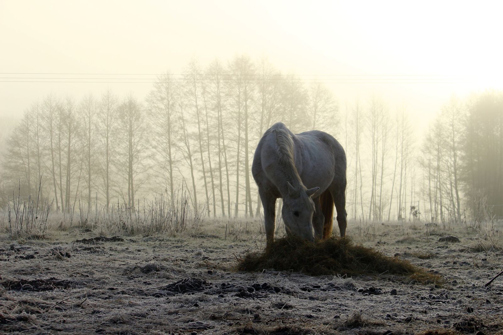Canon EOS 100D (EOS Rebel SL1 / EOS Kiss X7) sample photo. Horse, fog, winter photography