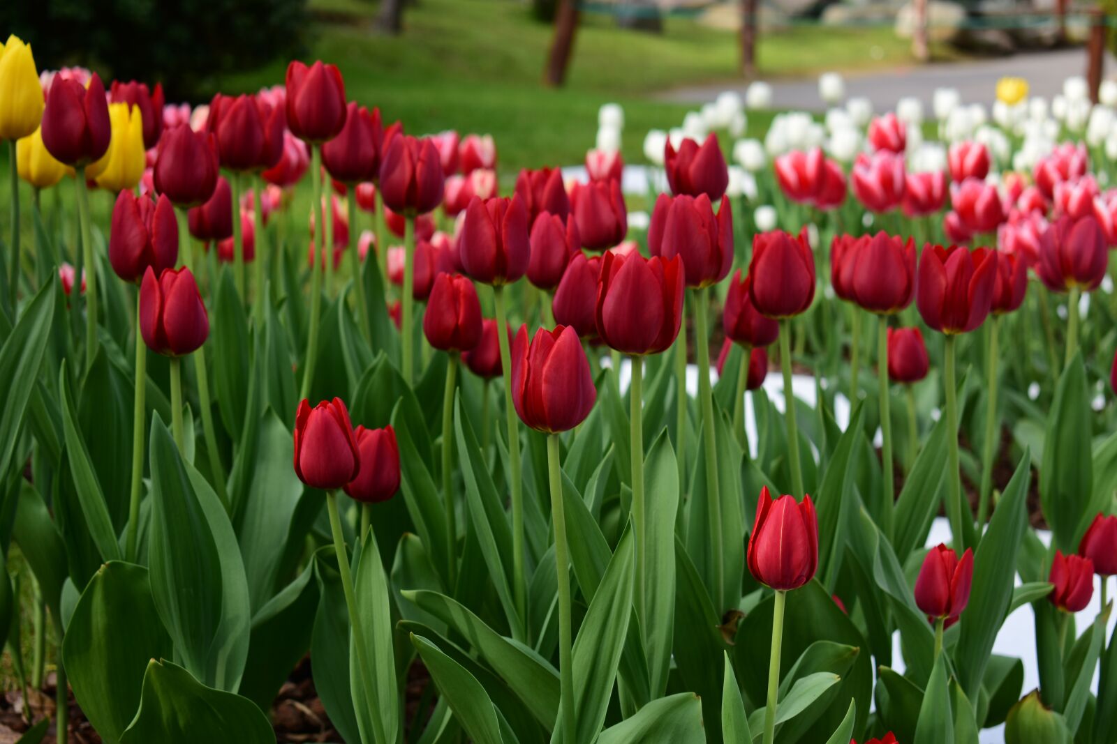 Nikon D3400 sample photo. Flowers, red, yellow photography