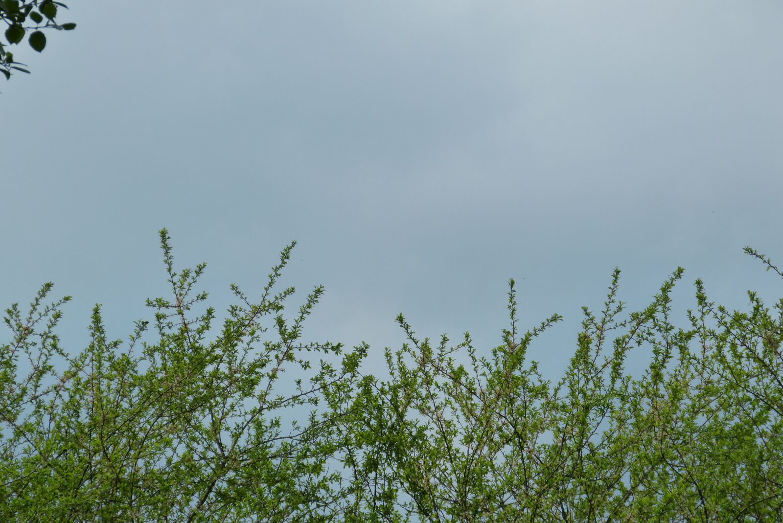 Panasonic Lumix DMC-FZ150 sample photo. Background, green, sky photography