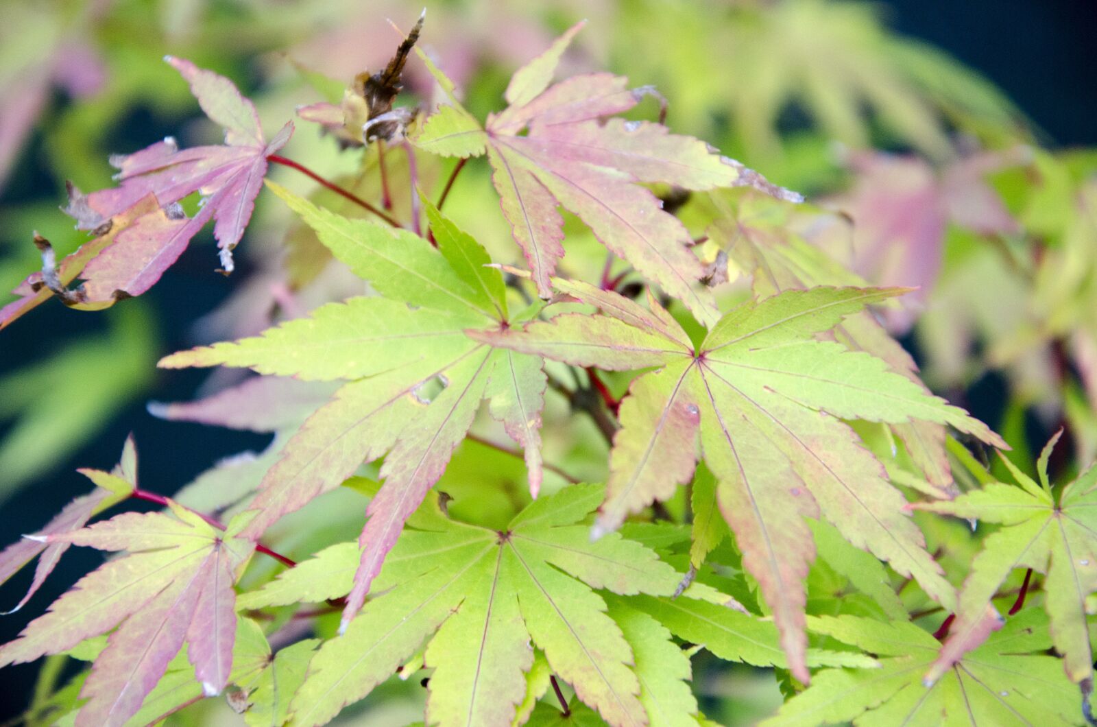 Nikon D5100 sample photo. Leaves, nature, fall photography