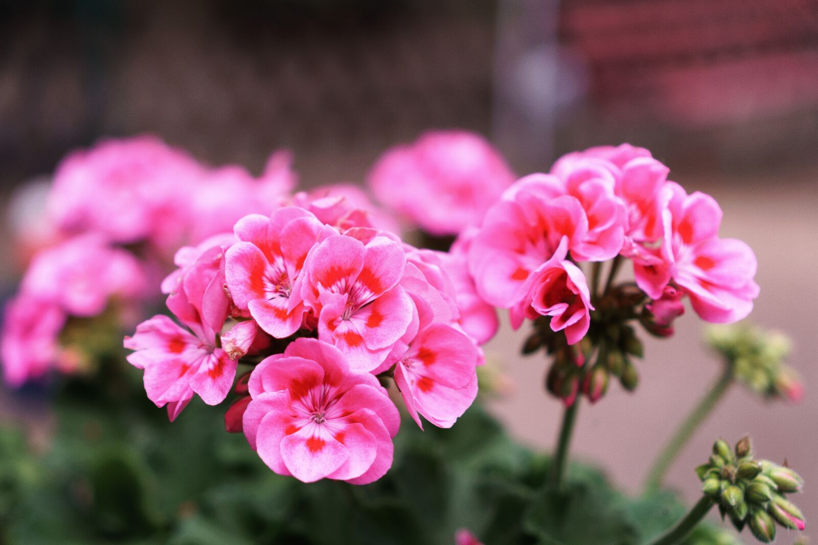 Sony a6000 + Sony E 35mm F1.8 OSS sample photo. Flowers, pink, pink flowers photography
