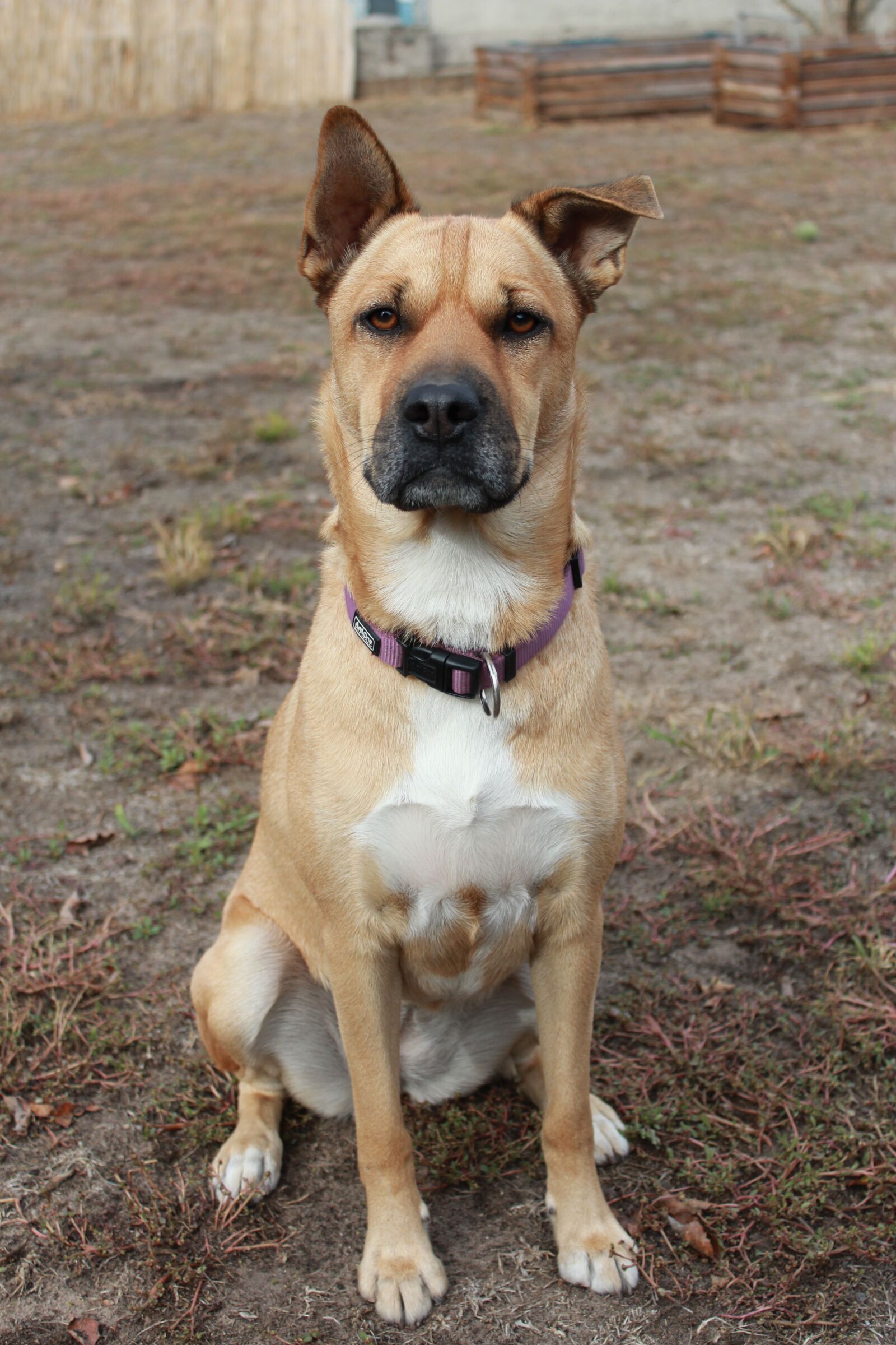 Canon EOS 1200D (EOS Rebel T5 / EOS Kiss X70 / EOS Hi) sample photo. Dog, subordination, wrinkle dog photography