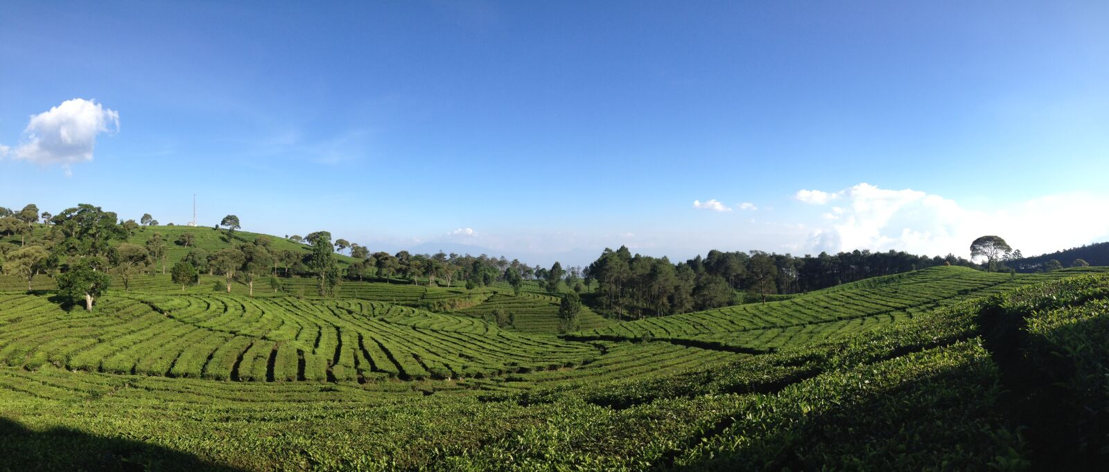 Apple iPhone 4S sample photo. Tea valley, bandung, indonesia photography