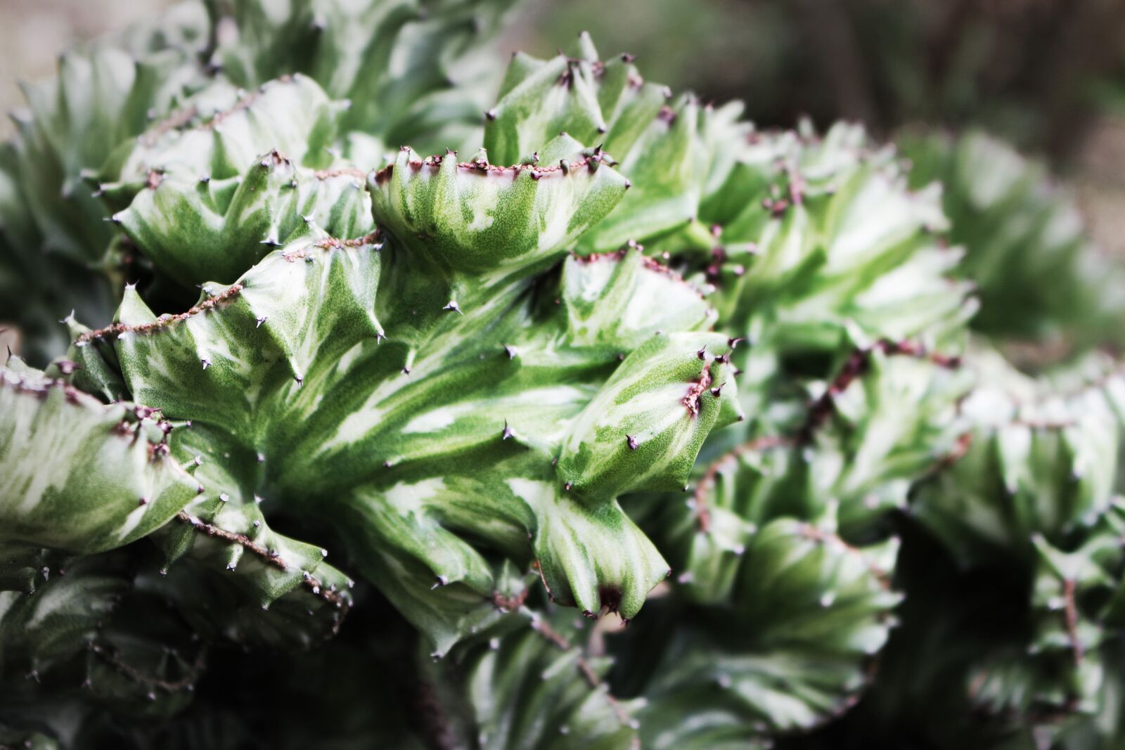 Canon EOS 700D (EOS Rebel T5i / EOS Kiss X7i) sample photo. Euphorbia, green, rare photography