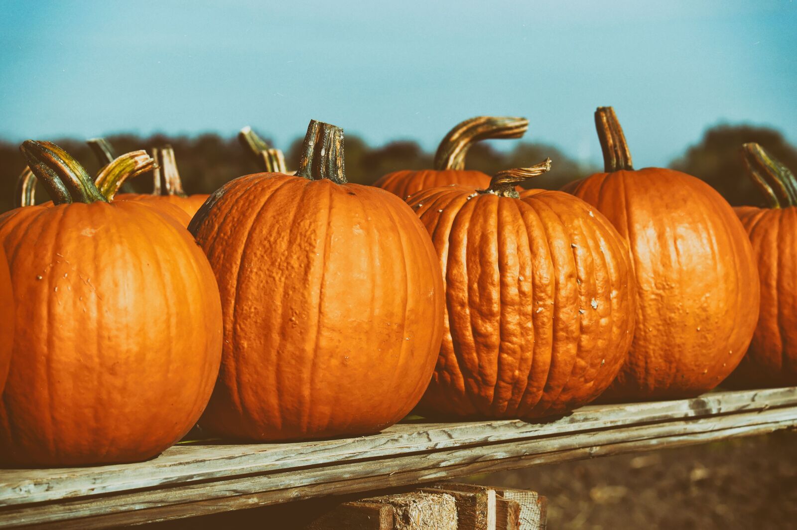 Nikon D3200 sample photo. Pumpkin, fruit, autumn photography
