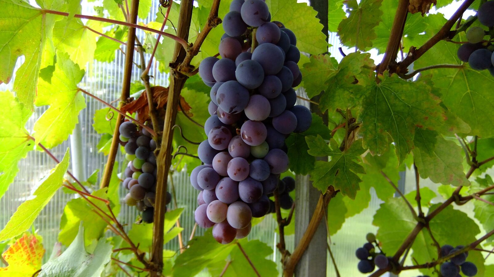 FujiFilm FinePix F80EXR (FinePix F85EXR) sample photo. Nature, grapes, loza photography