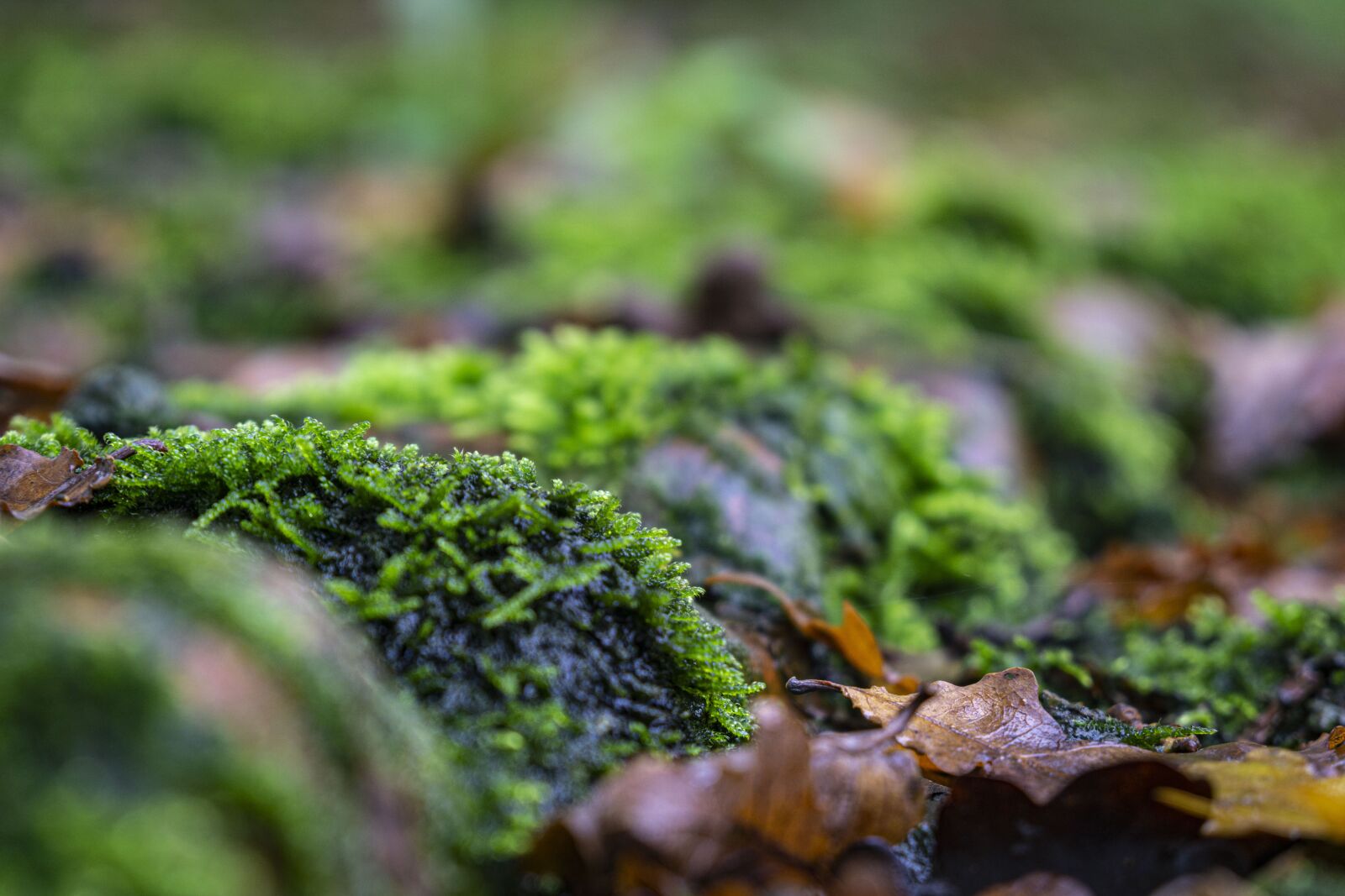 Sony a6000 + Sony Vario-Tessar T* E 16-70mm F4 ZA OSS sample photo. Moss, autumn, autumn mood photography