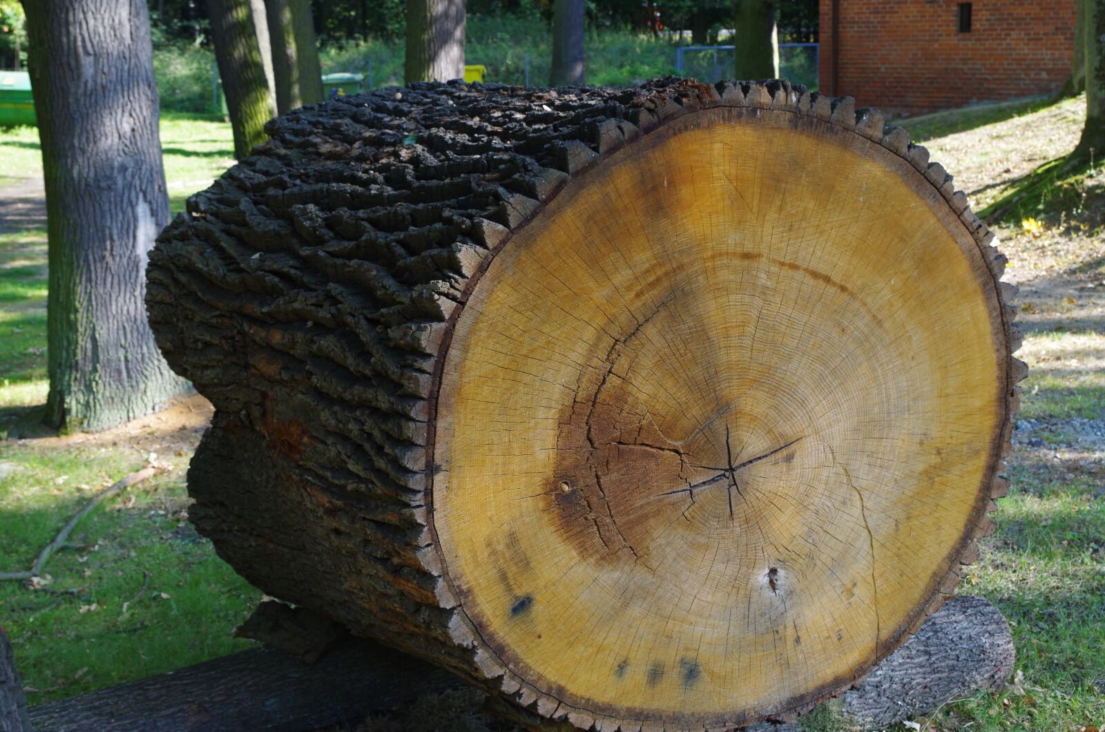 Pentax K-50 sample photo. Trunk, jars, cross section photography