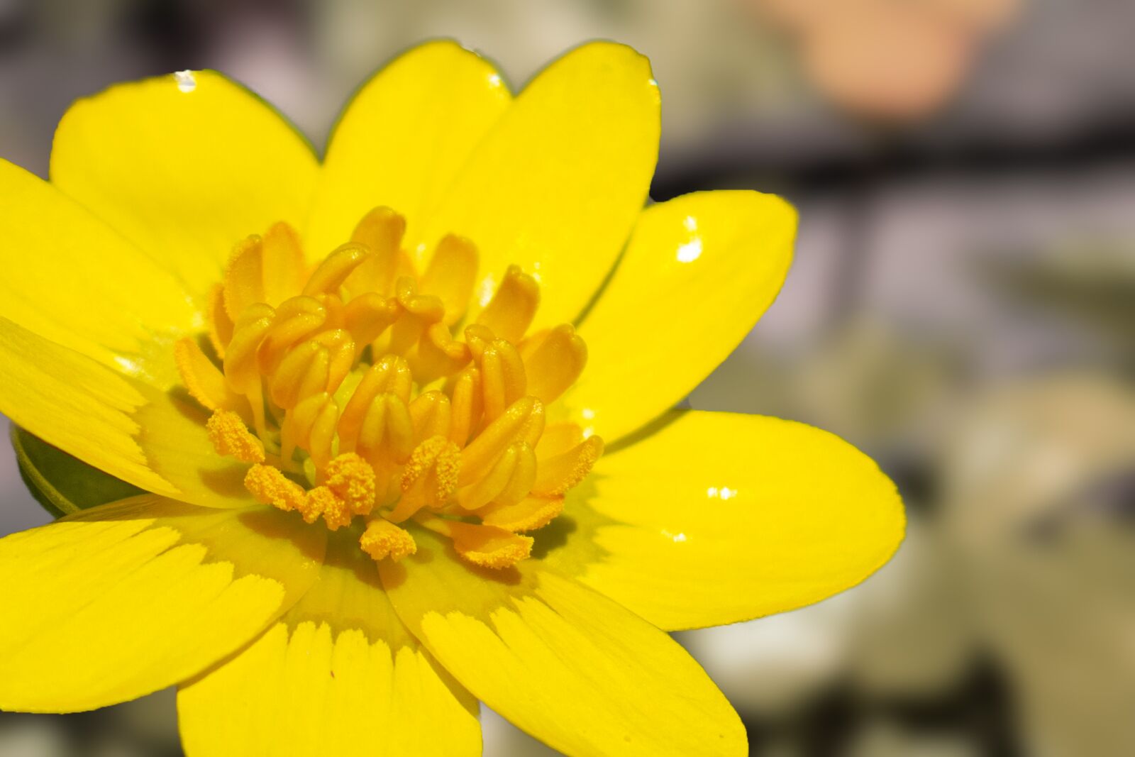 Nikon D5600 sample photo. Flower, yellow, blossom photography