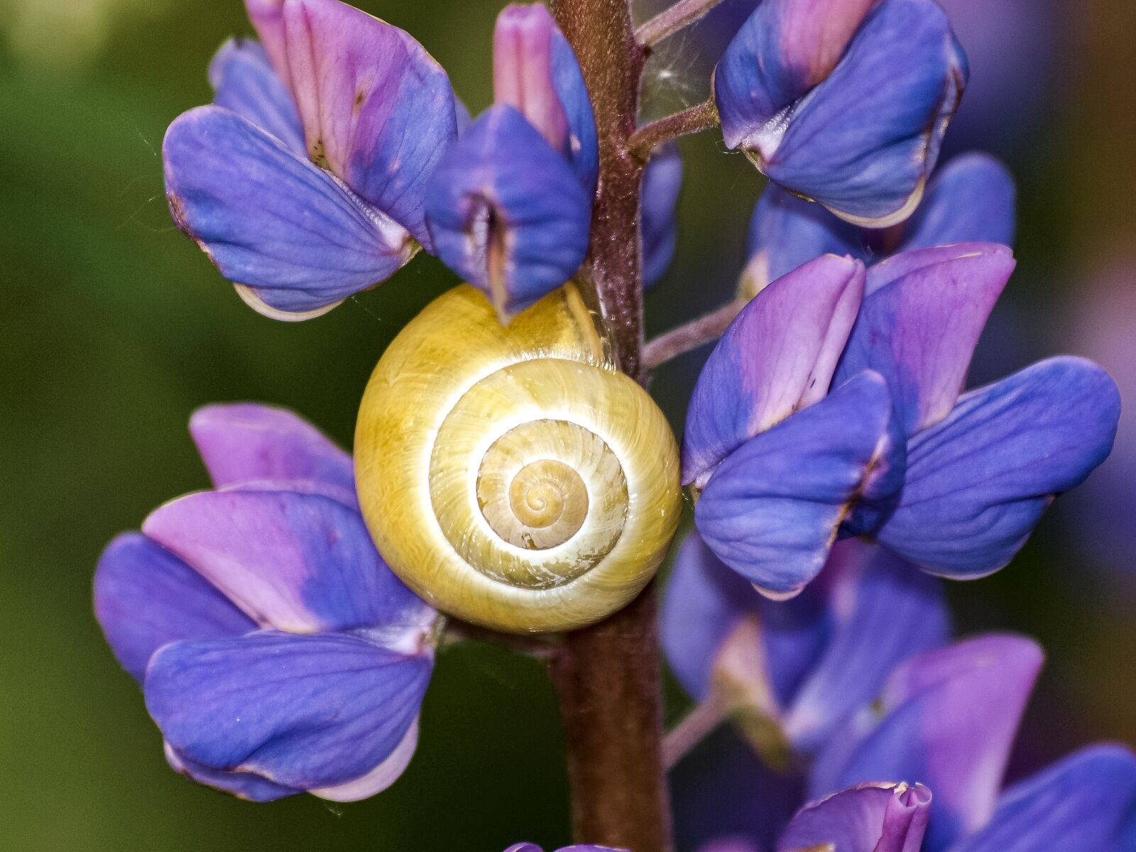 Olympus E-3 sample photo. Snail, tape worm, flower photography