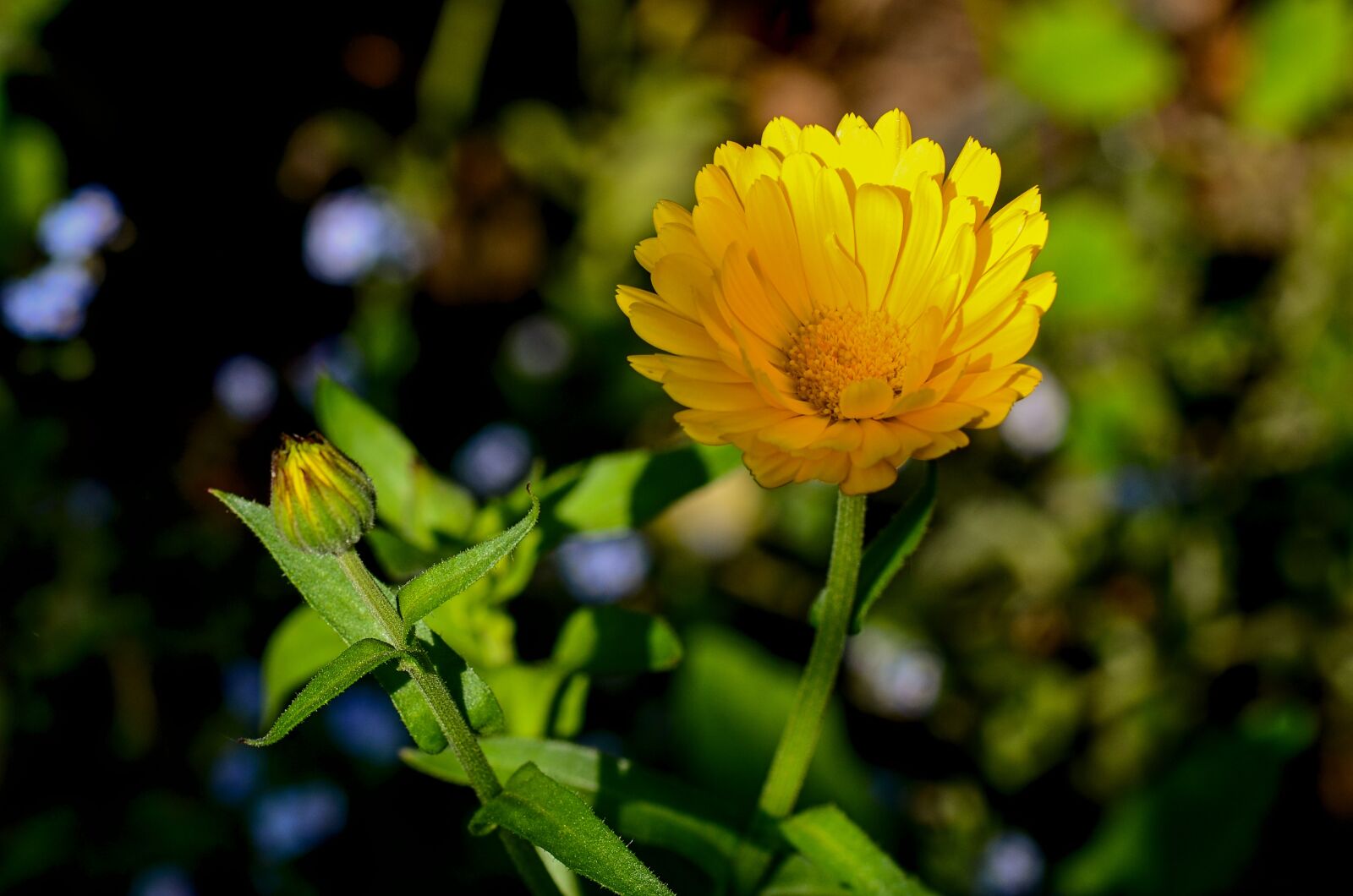 Nikon D7000 sample photo. Marigold, yellow, nature photography