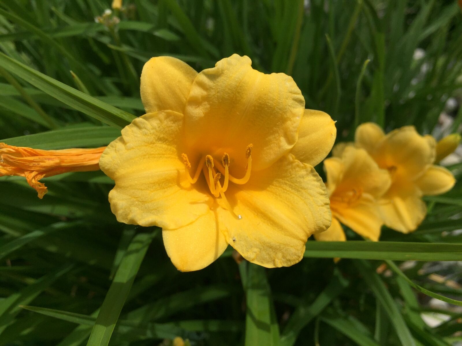 iPhone 6 back camera 4.15mm f/2.2 sample photo