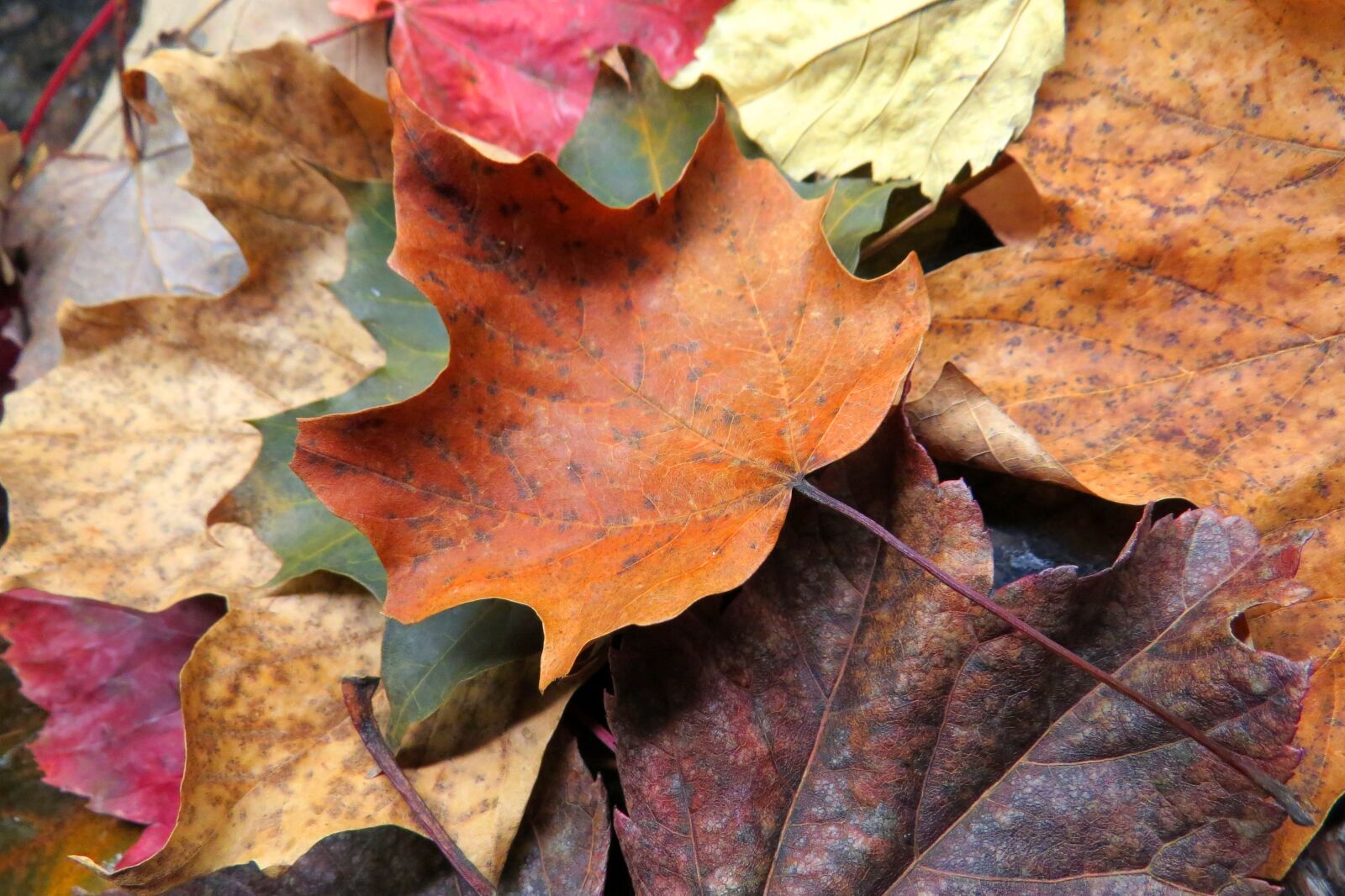 Canon PowerShot SX50 HS sample photo. Fall, leaves, leaf photography