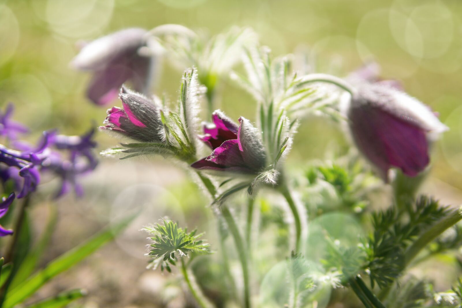 30mm F1.4 DC DN | Contemporary 016 sample photo. Flower, purple, nature photography