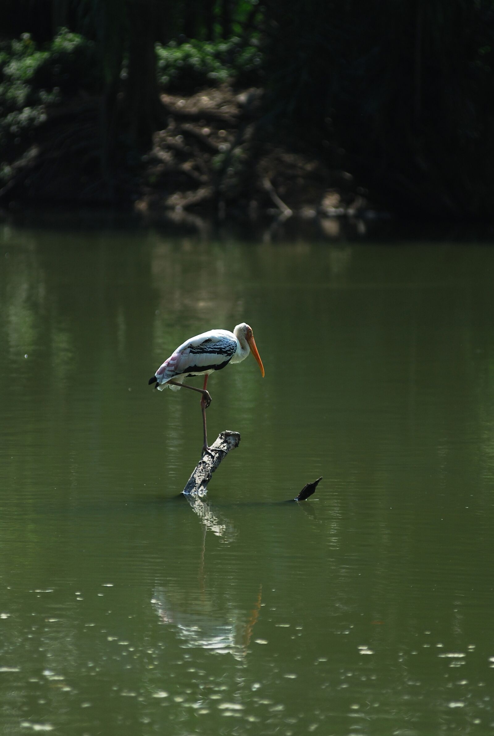 Nikon D80 sample photo. Pelican, bird, lonely photography