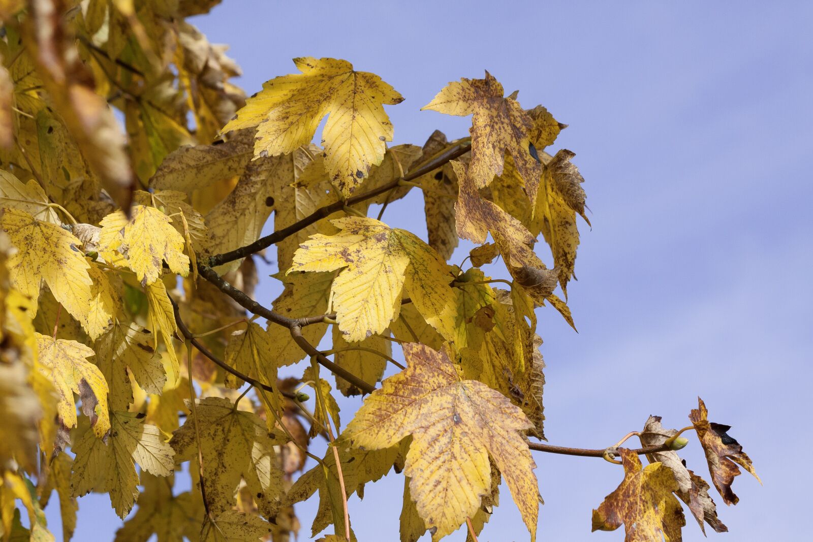 Canon EOS 50D sample photo. Maple, autumn, leaf photography