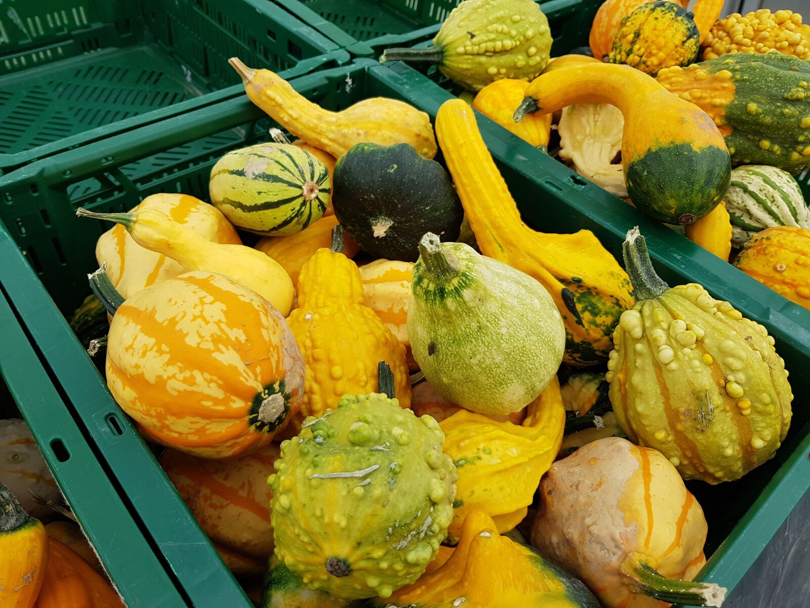 Samsung Galaxy S8 sample photo. Pumpkin, vegetables, autumn photography
