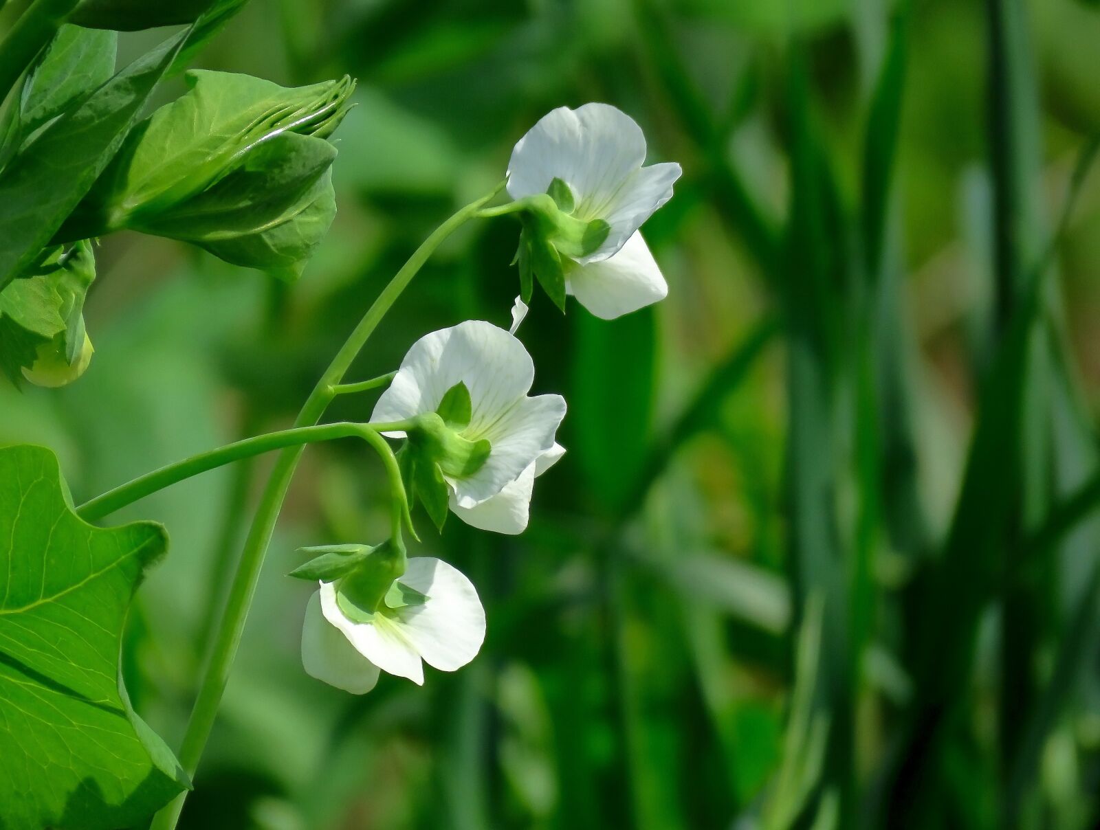 Canon PowerShot SX60 HS sample photo. Peas, bloom, flower photography