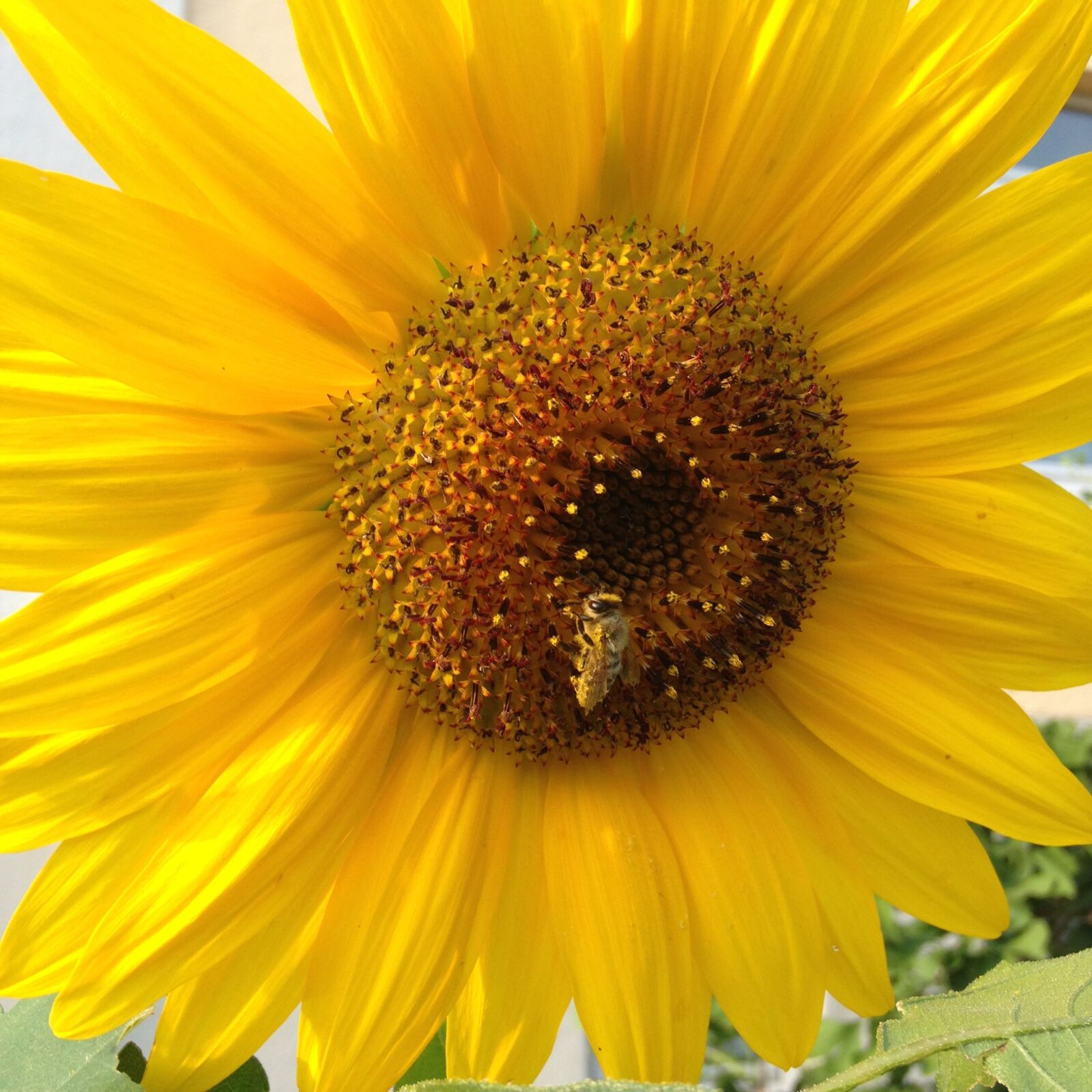 iPhone 5c back camera 4.12mm f/2.4 sample photo. Sun, wasp, nature photography