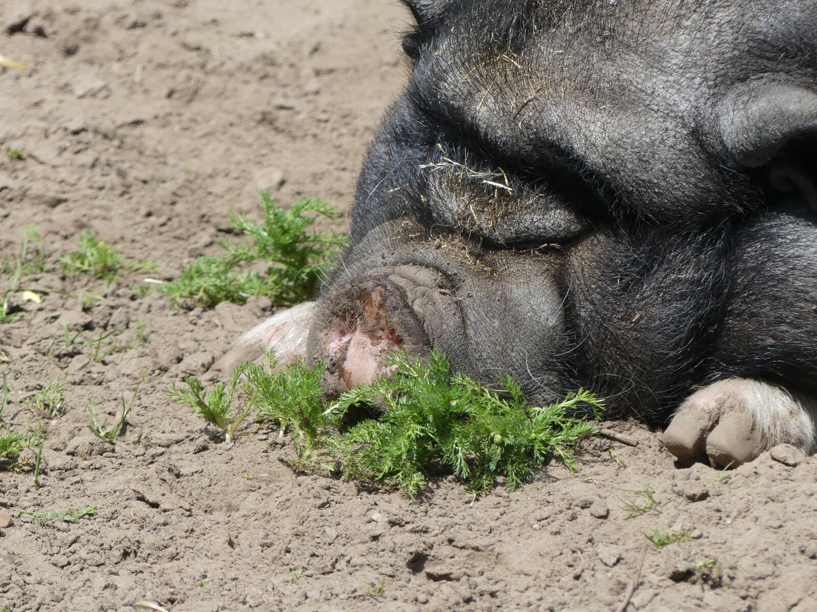 Panasonic Lumix DMC-FZ300 sample photo. Animal, pig, children baernhof photography