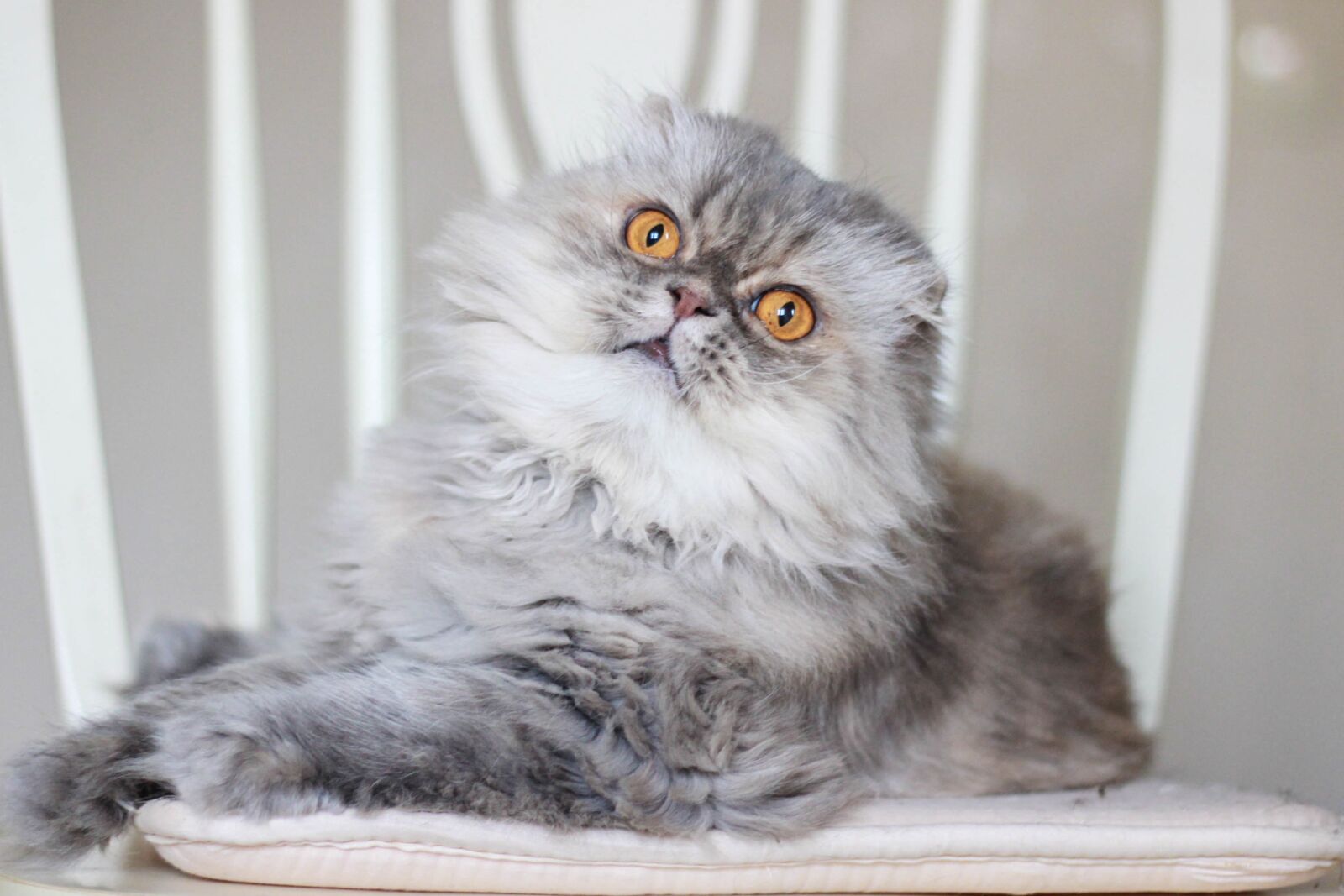 Canon EOS 600D (Rebel EOS T3i / EOS Kiss X5) + Canon EF 50mm F1.8 II sample photo. Cat, chic, beautiful photography